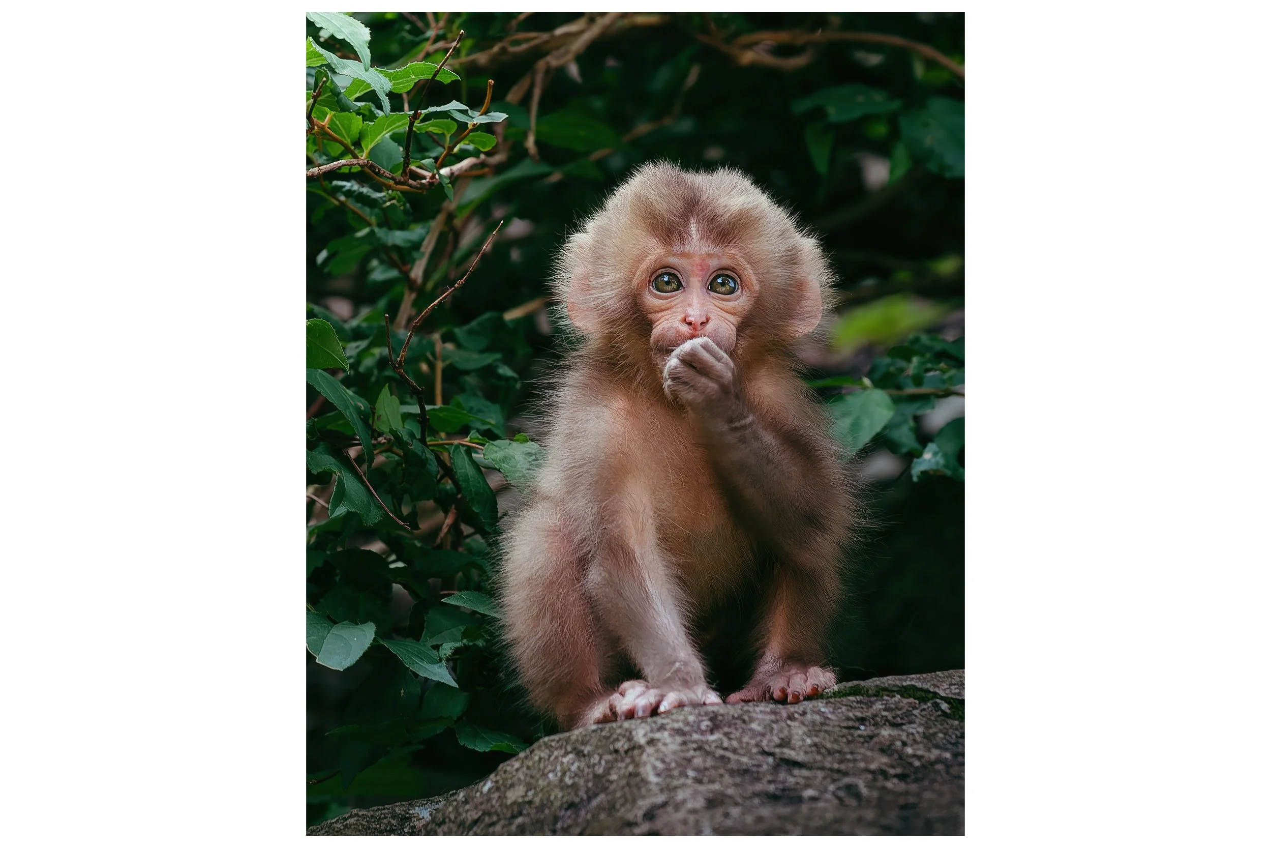 Japanese Macaque Monkey (Snow Monkeys)