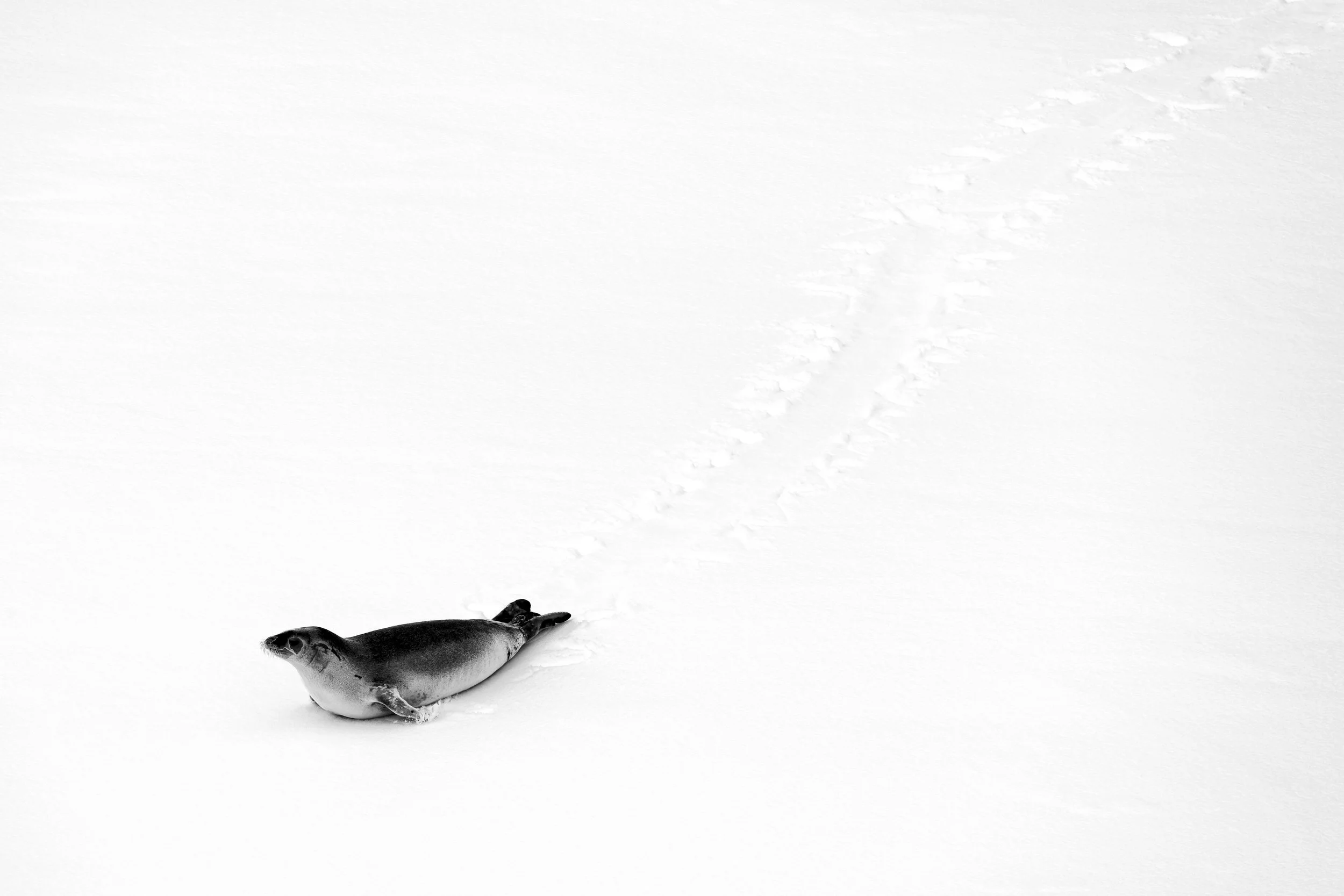 20240113_Antartica_HanusseBay_1156_DxO_BW_CROP.jpg