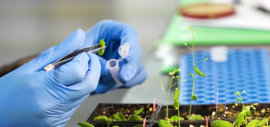 The Role of AI in Agricultural Genetics: Revolutionizing Crop Breeding and Sustainability