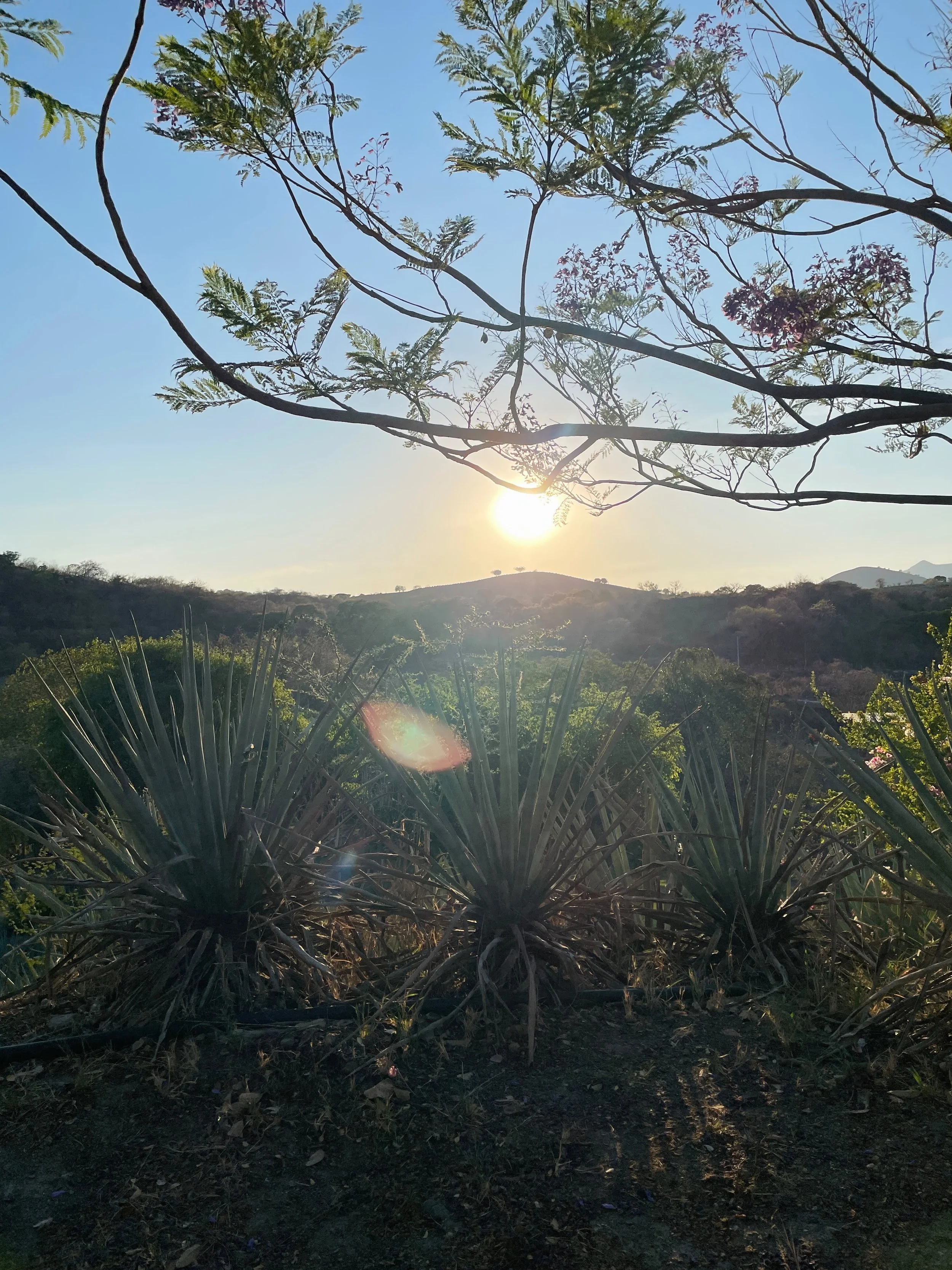 A New Call To Preserve Mezcal