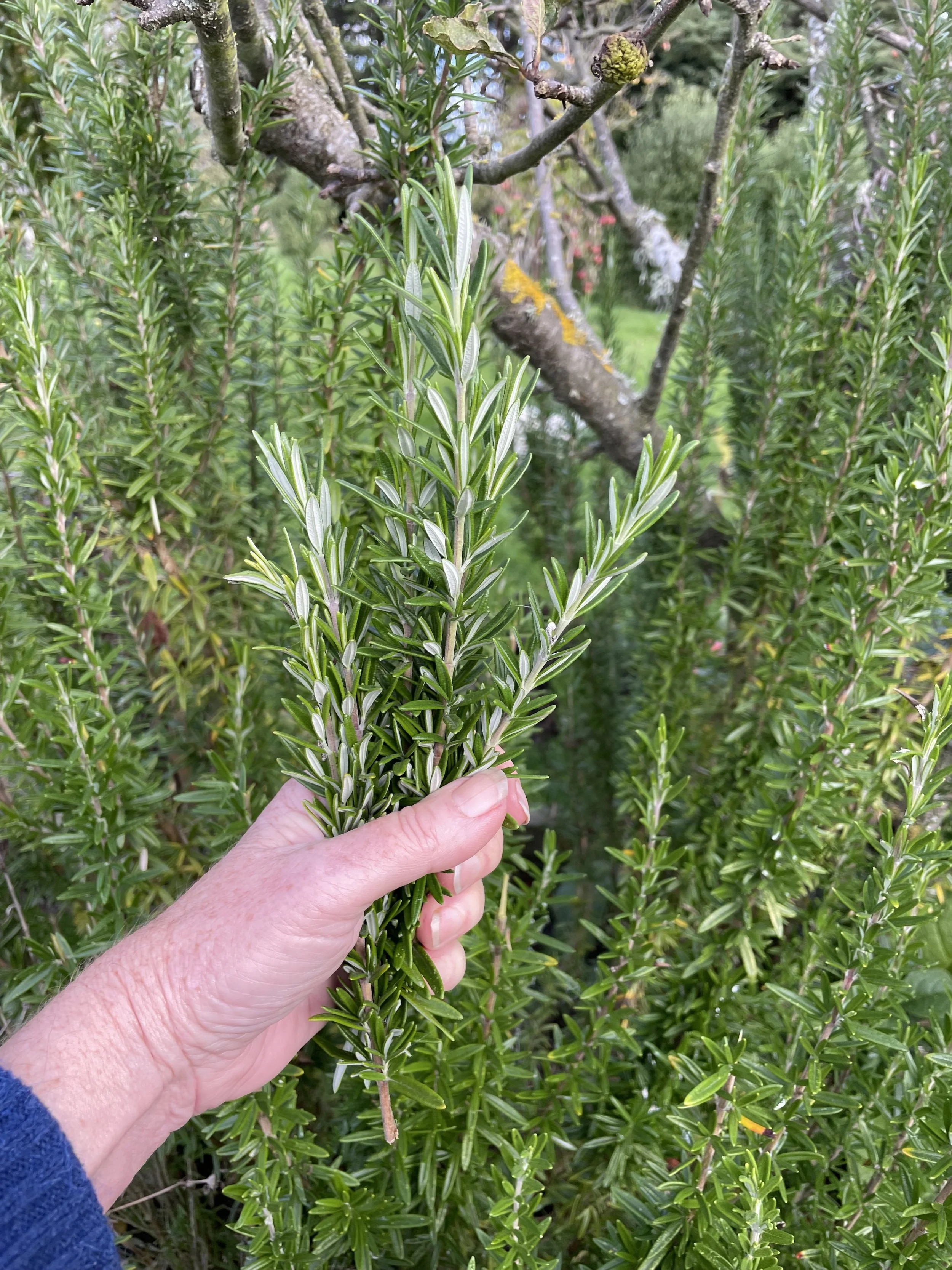 Herb Rosemary in the Winter Garden