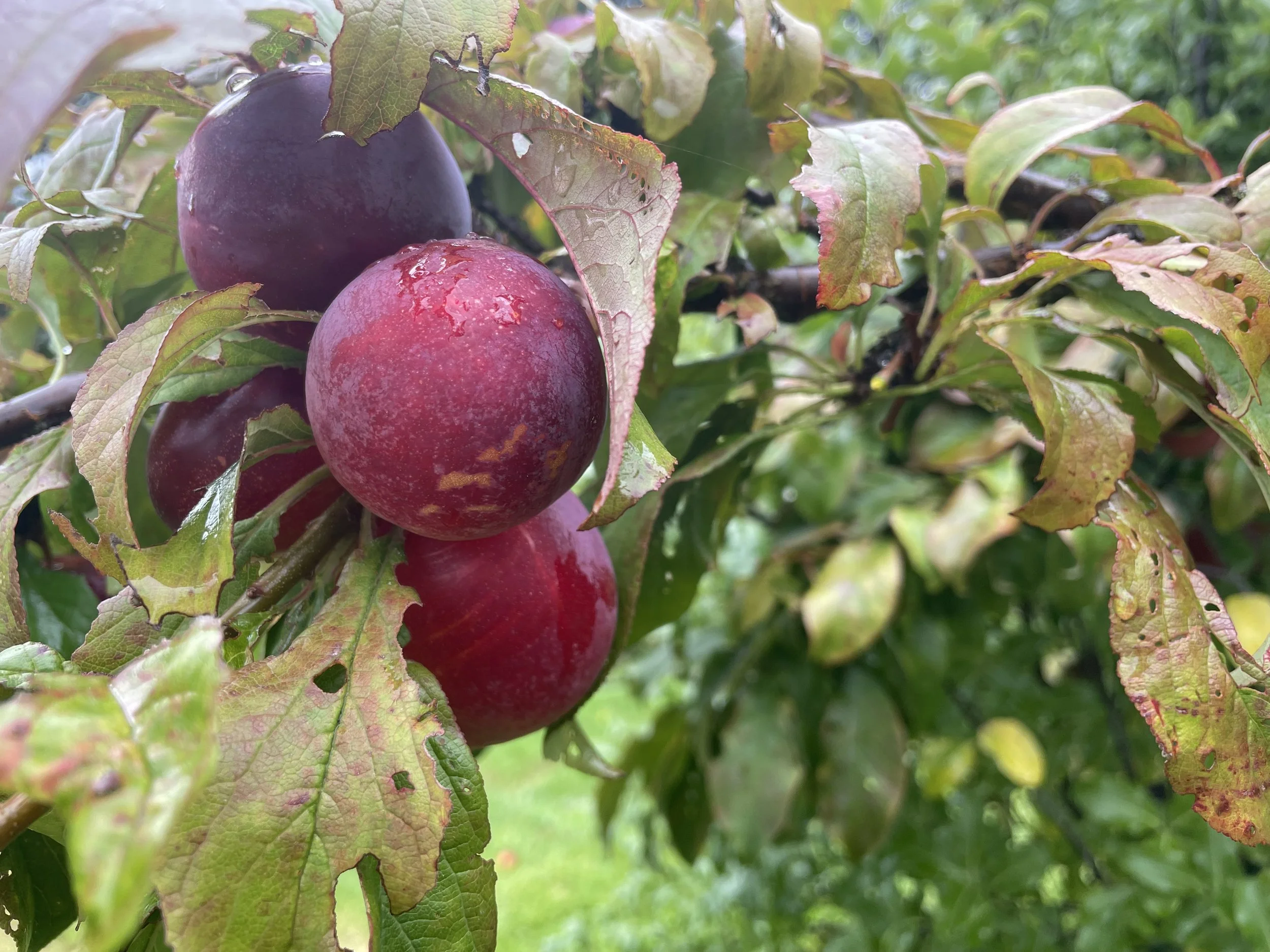 A plummy time of year: Preserving our produce.