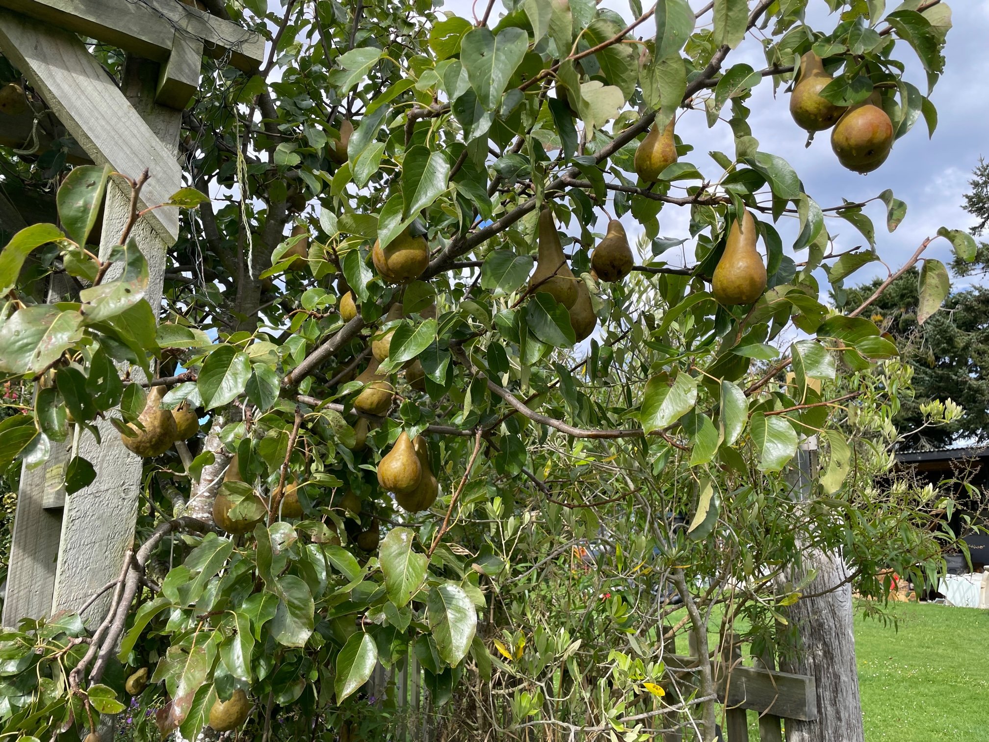 Early Autumn: March in the Kitchen Garden