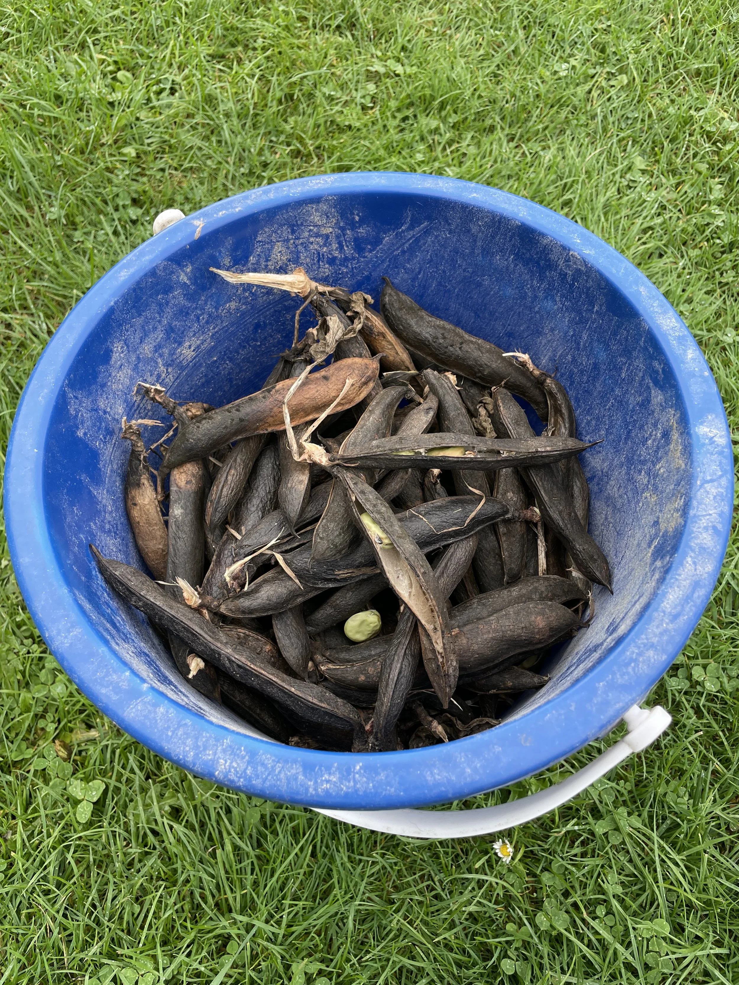 Photo broad Bead Seeds collected PCW.jpg