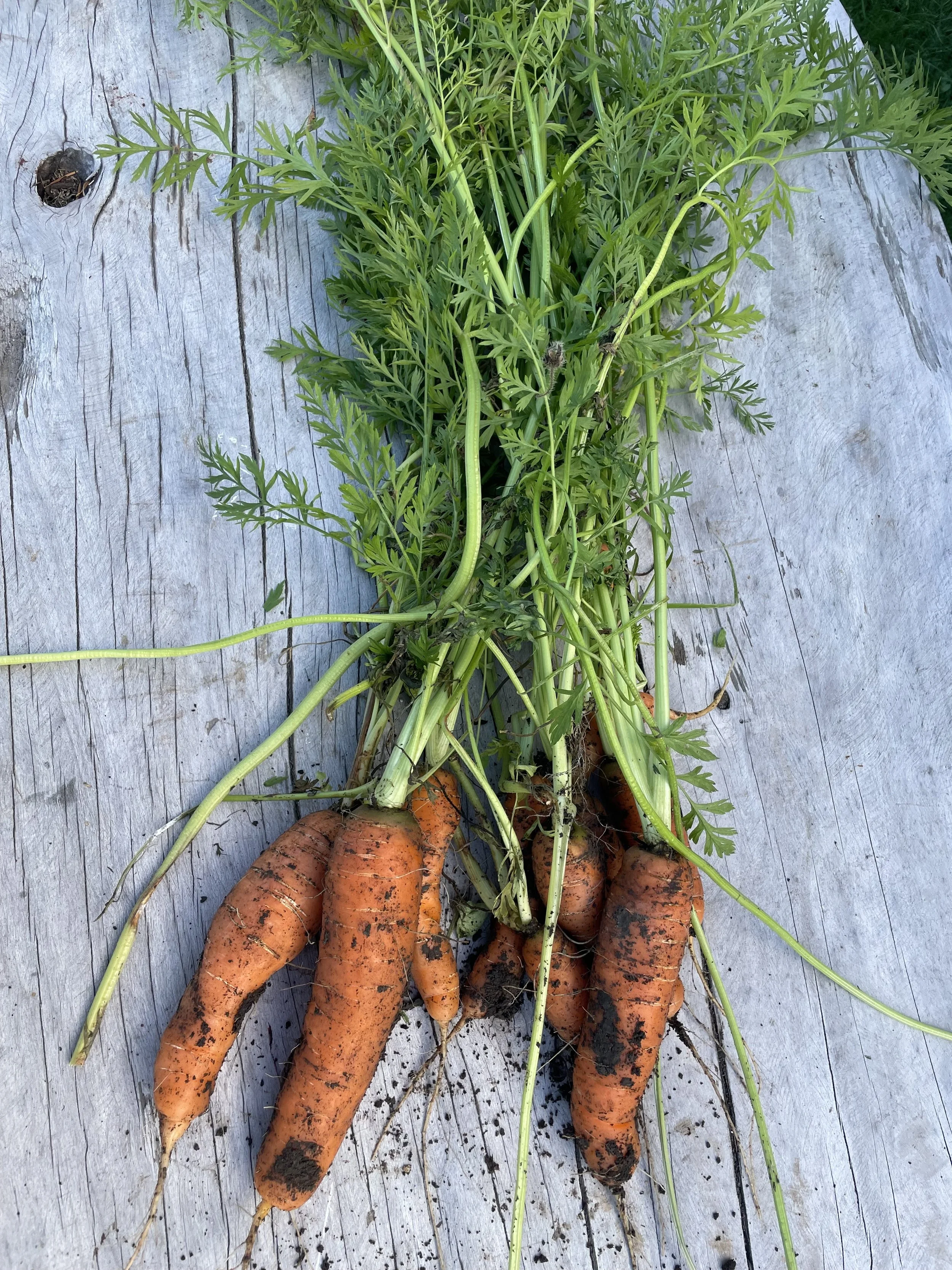 Photo Carrots freshly pulled PCW.jpg