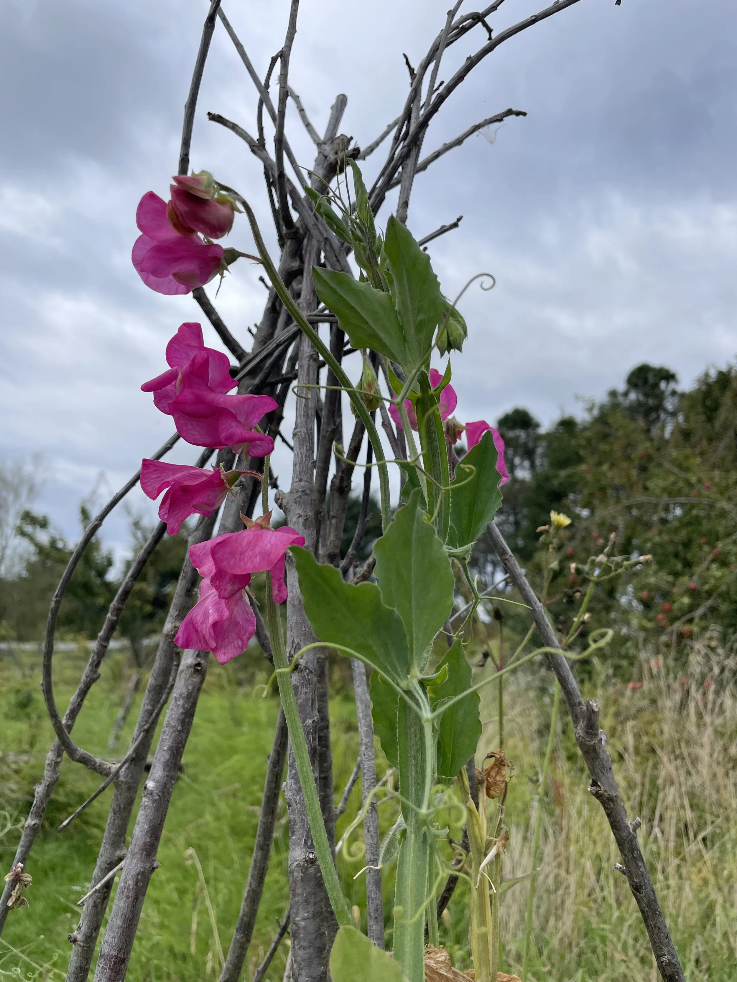 Sweetpeas on Teepee pink.jpg