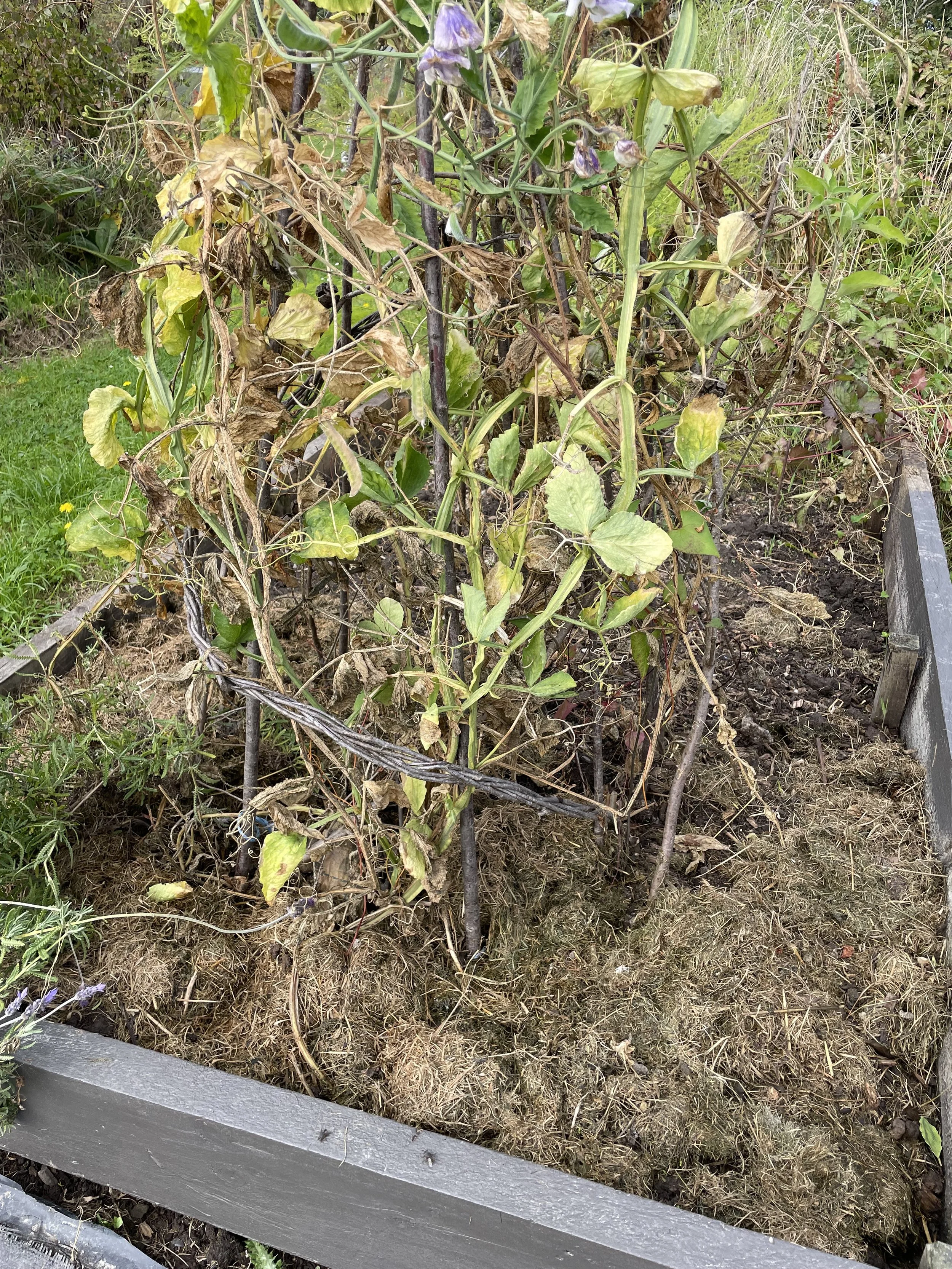 Photo collect flower seed PCW.jpg