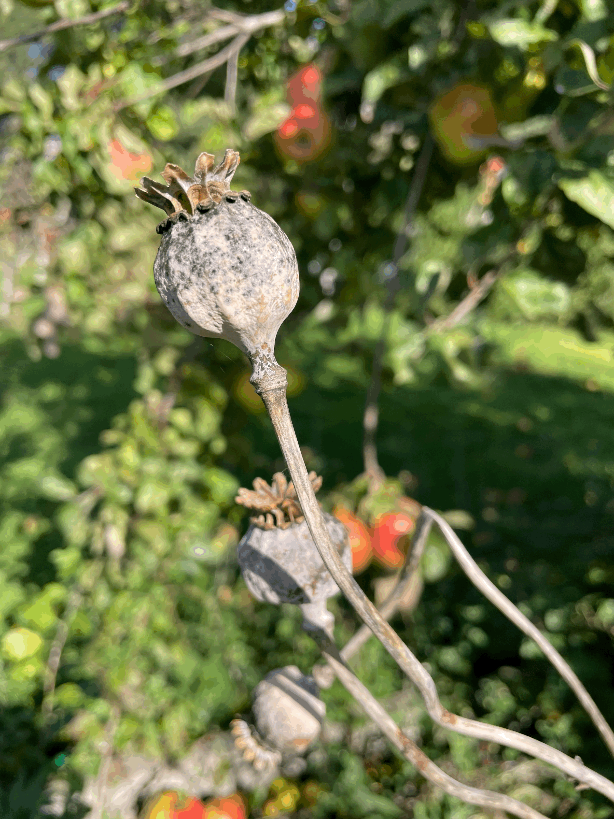 Seed Saving in your Autumn vegetable garden.