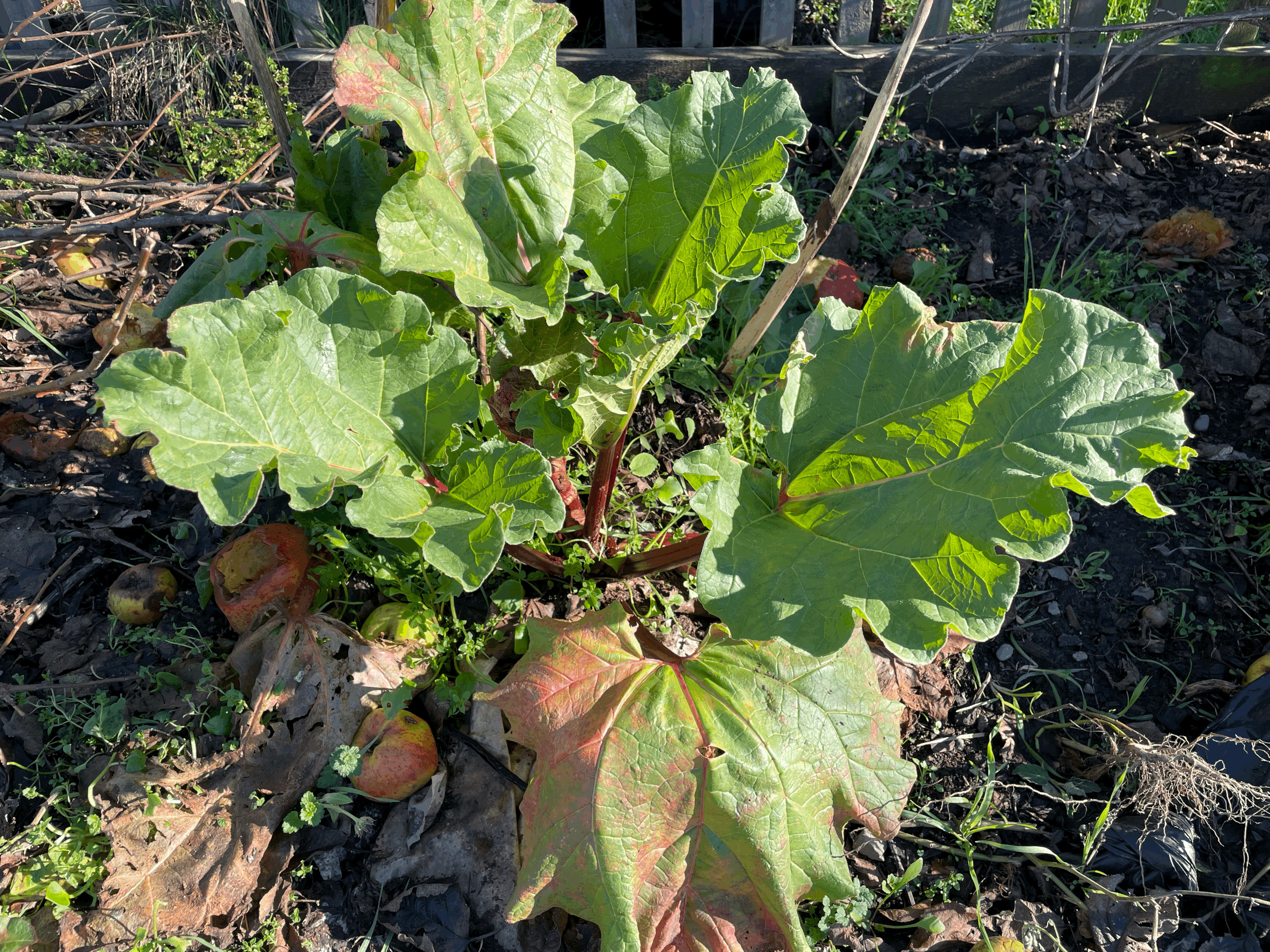 Care and Cultivation of your Perennial Beds in Winter