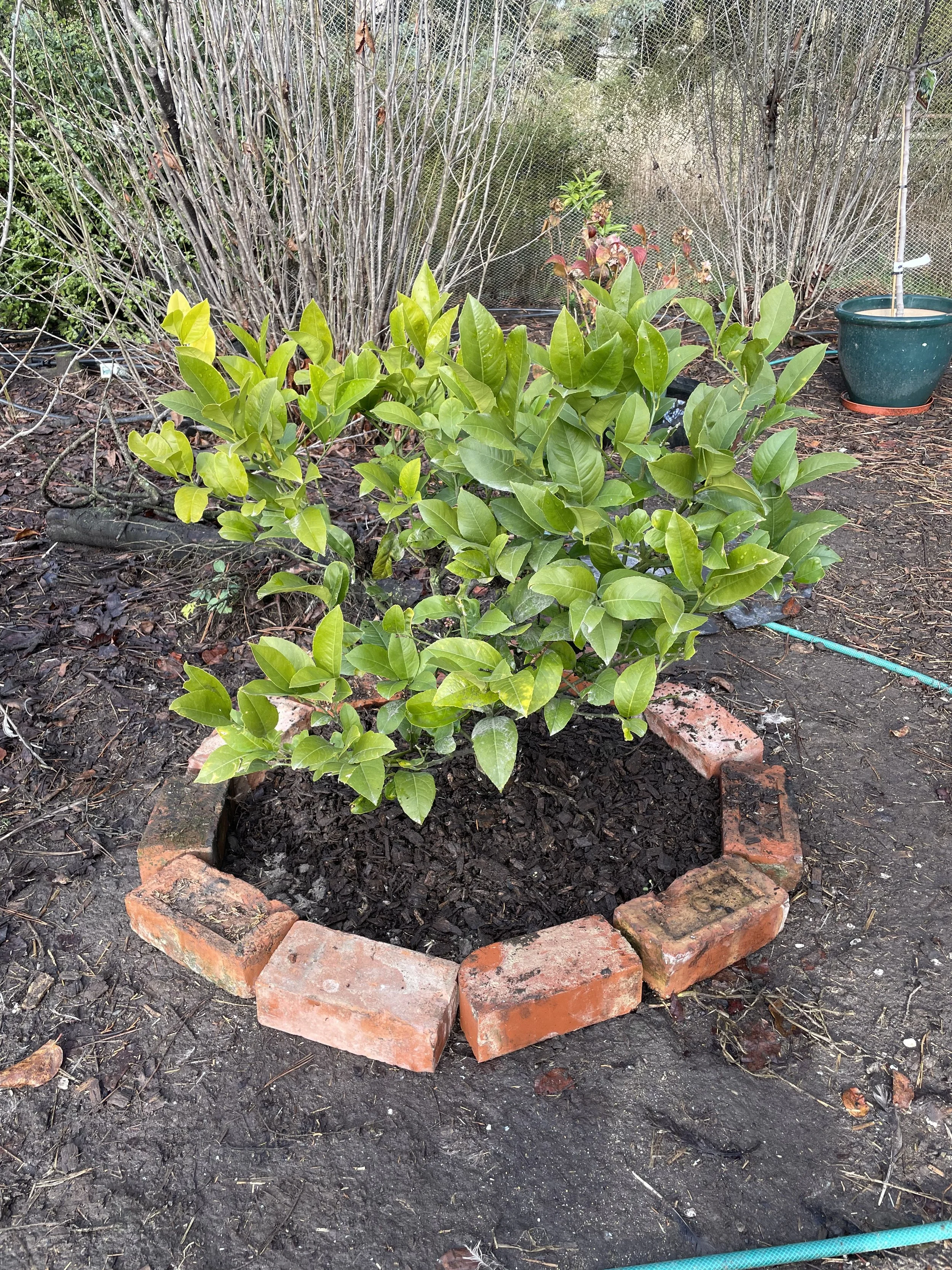 IMG_4518Lemon tree.JPG