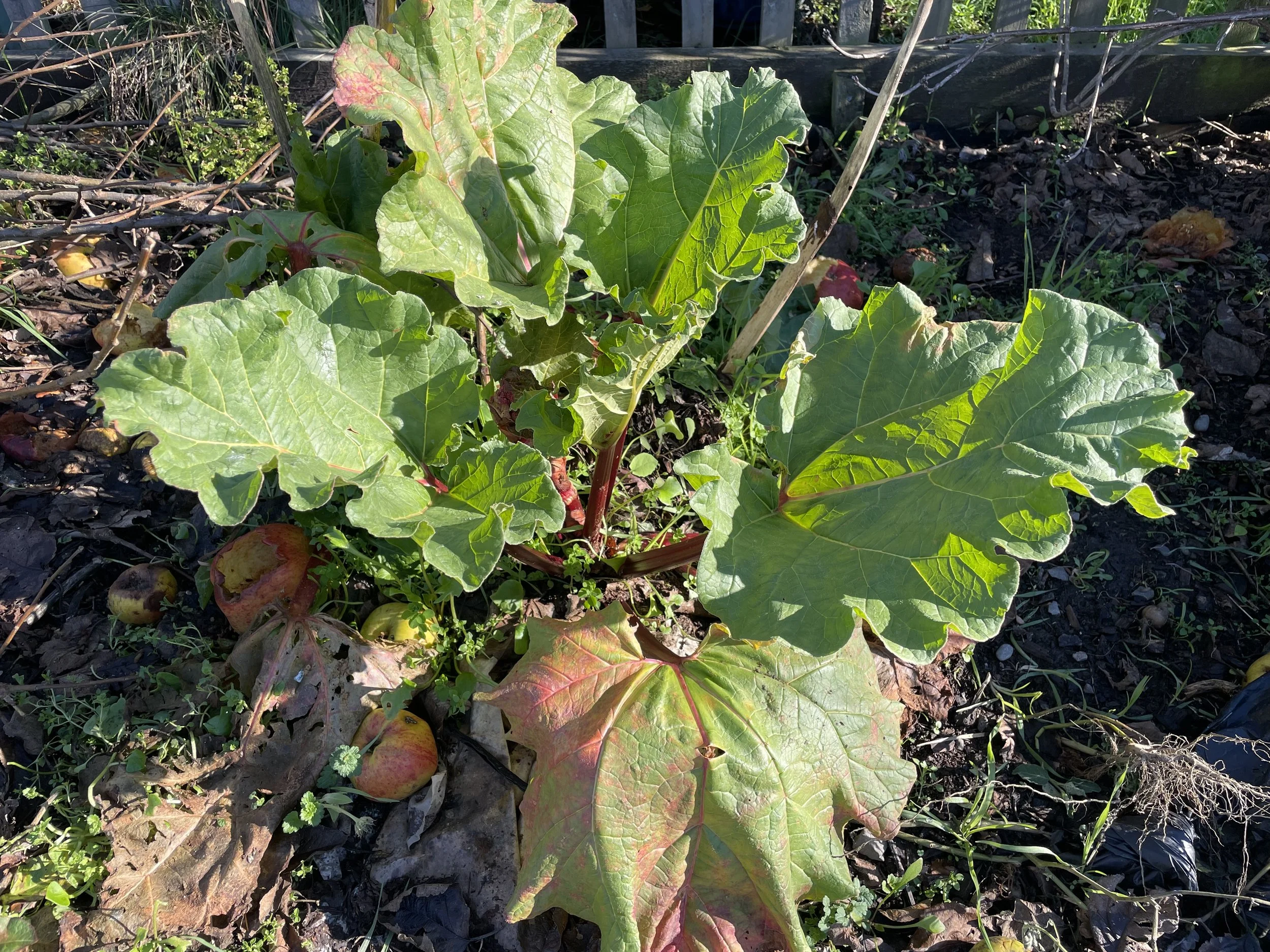 Rhubarb Professional Countrywoman