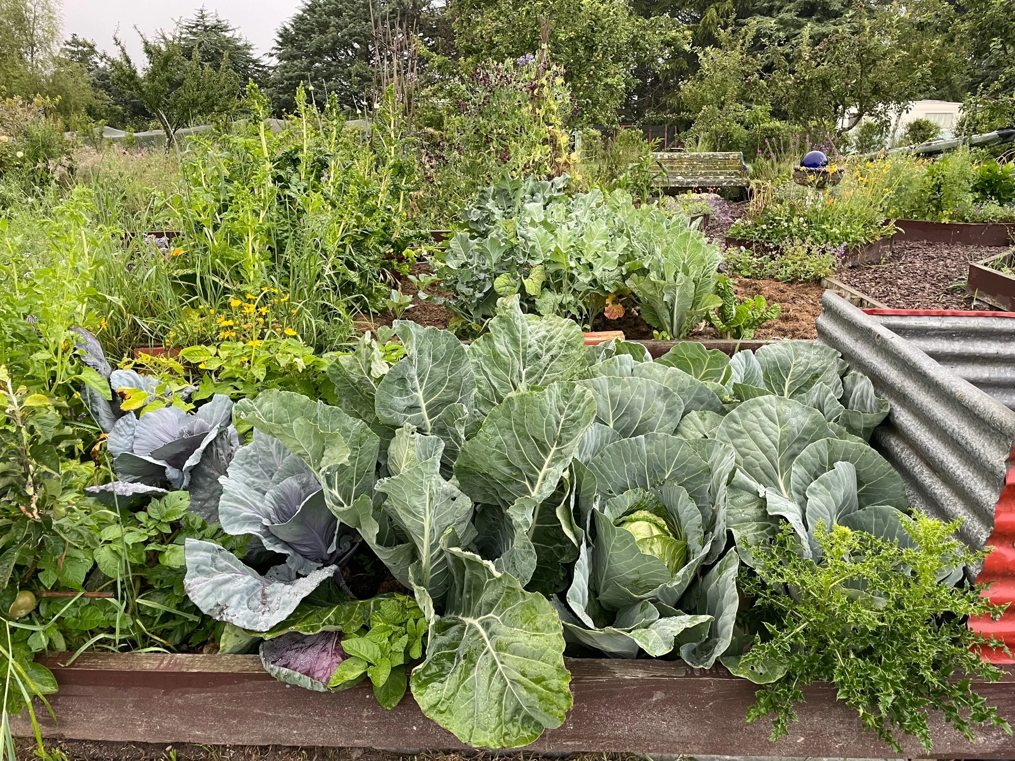 The Professional Countrywoman Cabbages