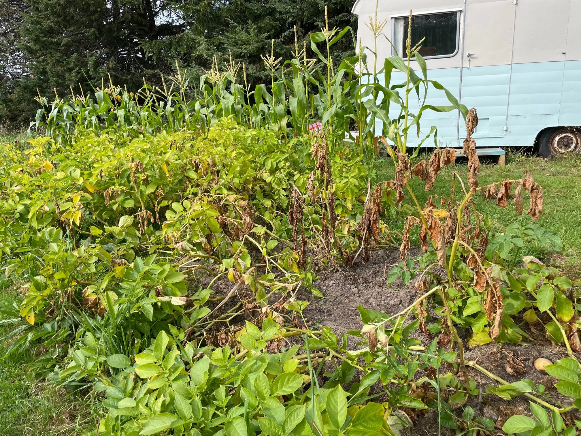 Potatoes starting to die back in the autumn garden. The Professional Countrywoman Bellbird Hill Crop Rotation Poster