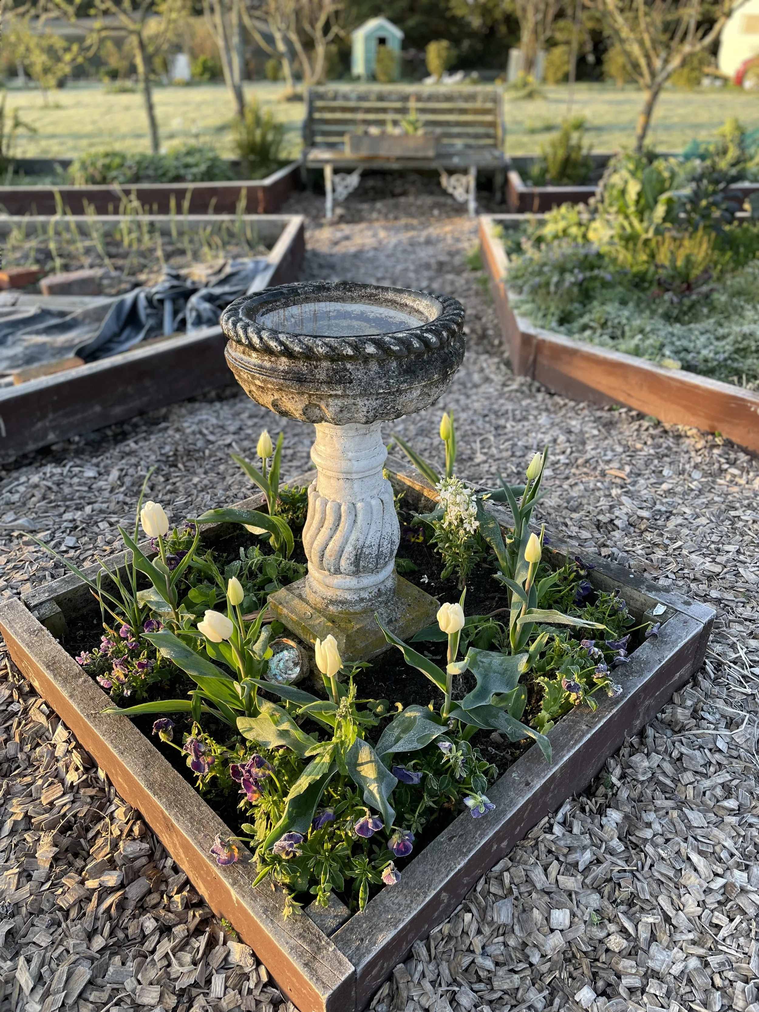 Soft Fruit in the Winter Vegetable Garden. 