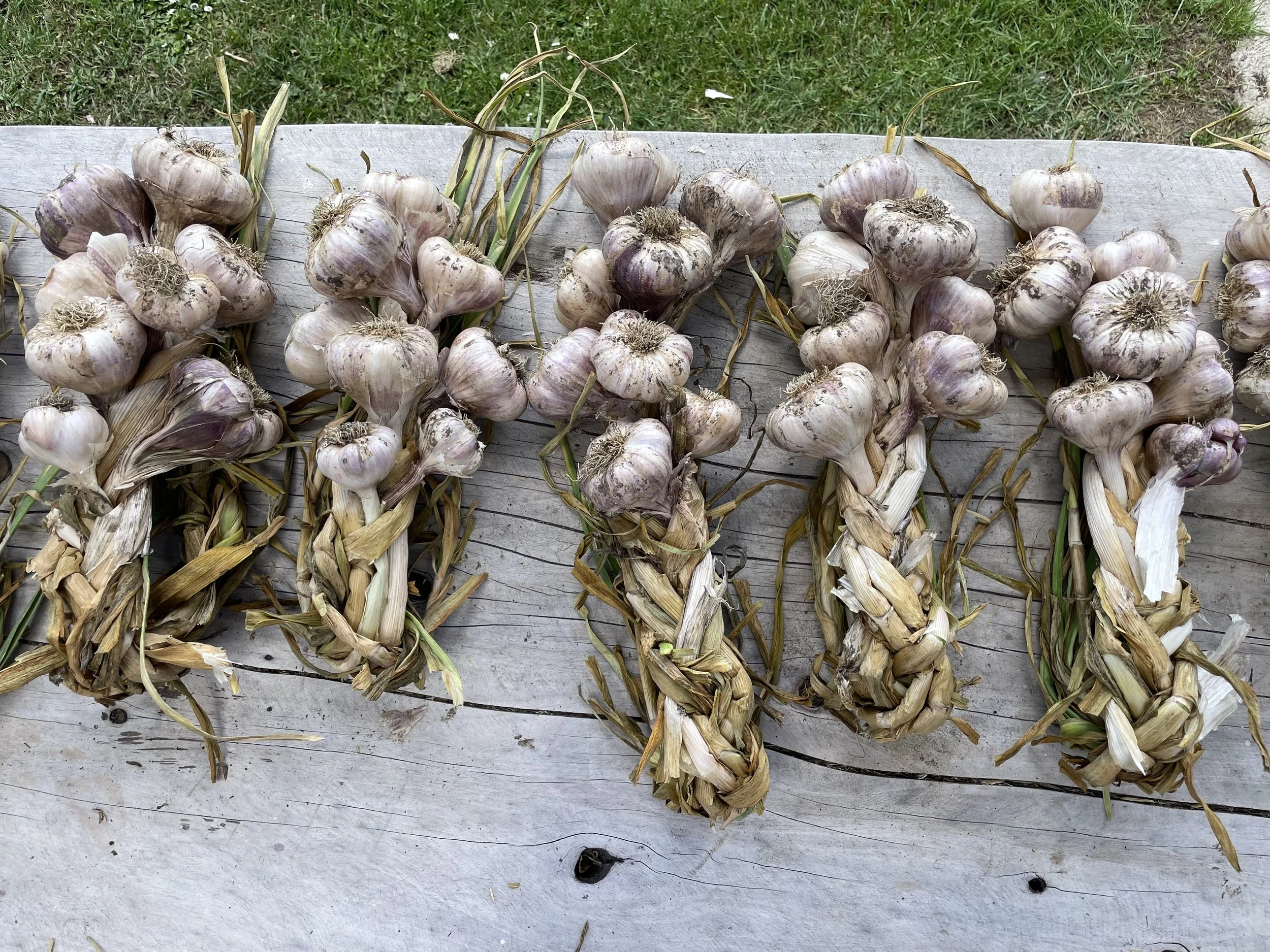 Braided Garlic ready for planting