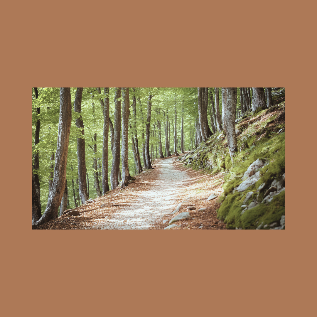 A dirt trail winding through a lush green forest with tall trees and moss-covered rocks.
