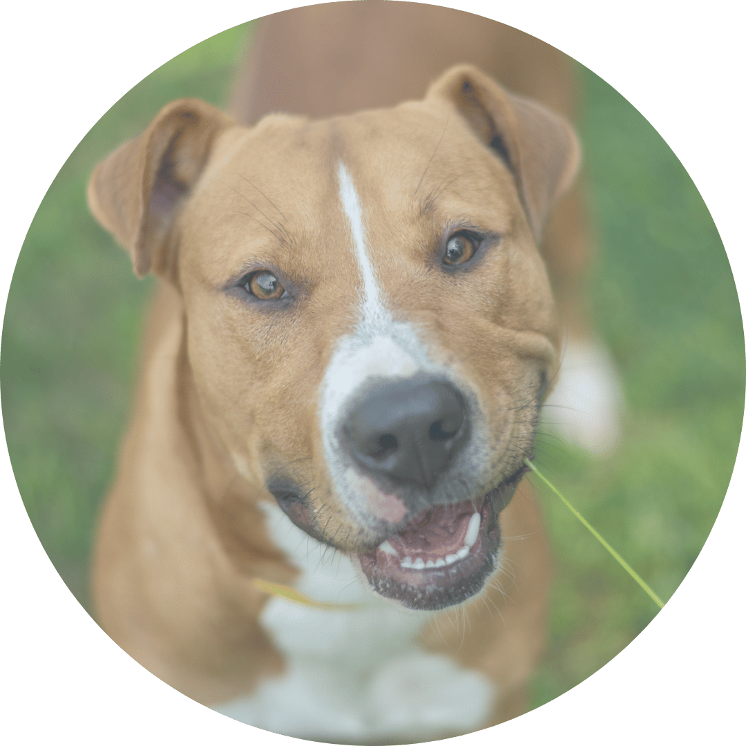 dog smiling with grass in mouth