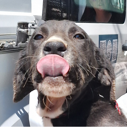 cute puppy licking the air
