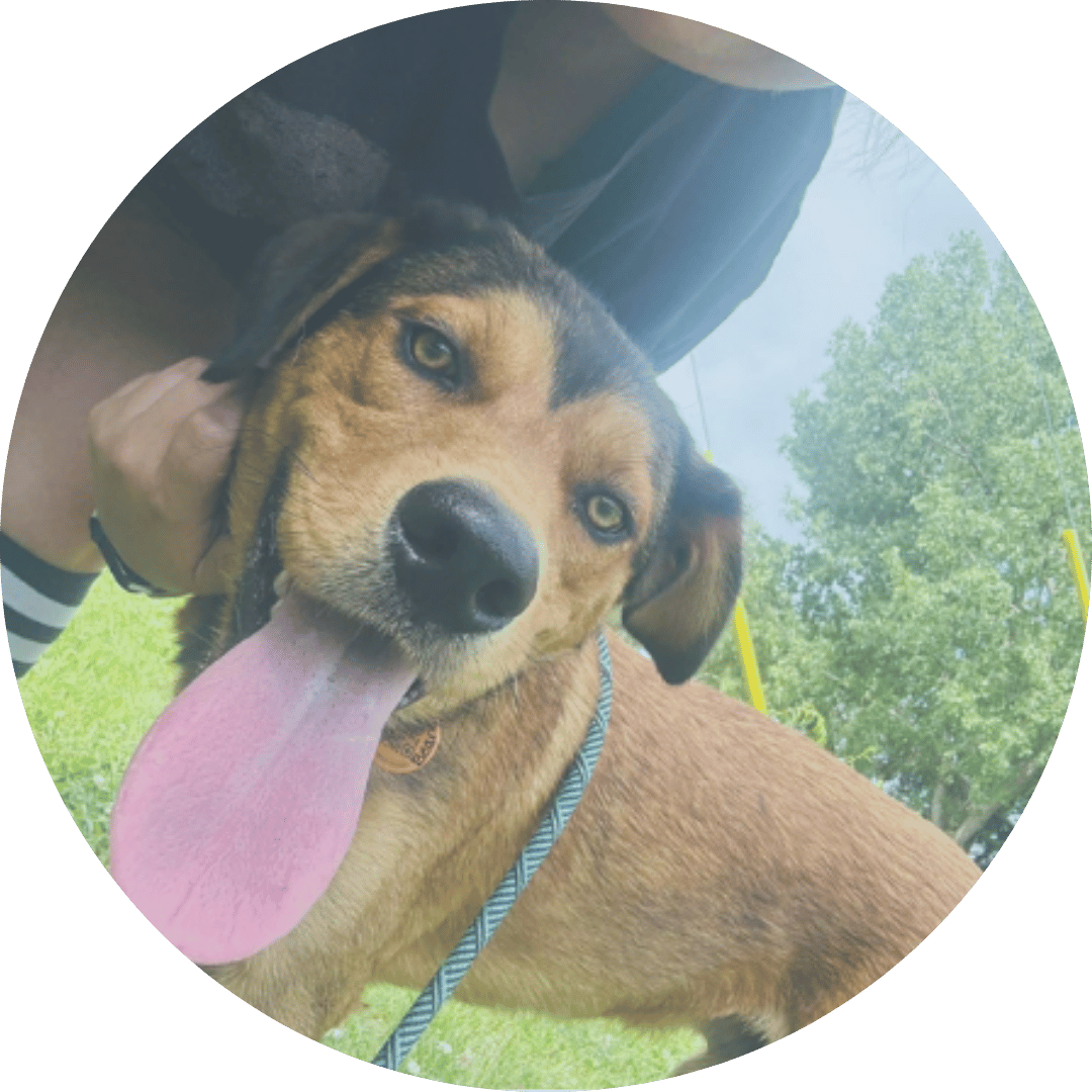 Dog with long tongue