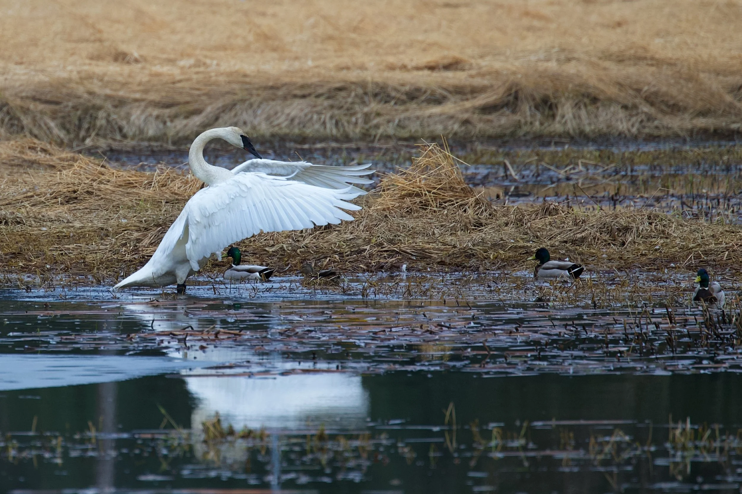 Swan covering DSC_5079_resize.jpg