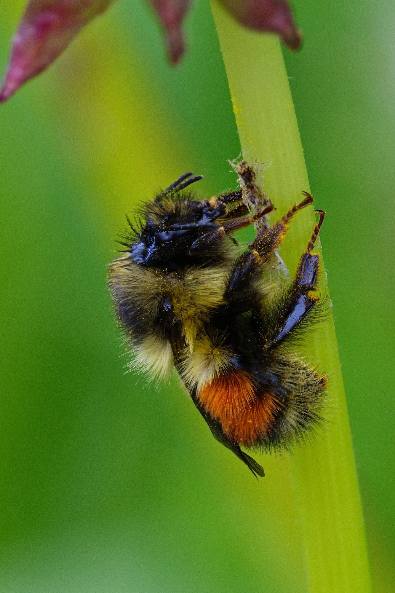 Bumblebee 9 stack_resize.jpg