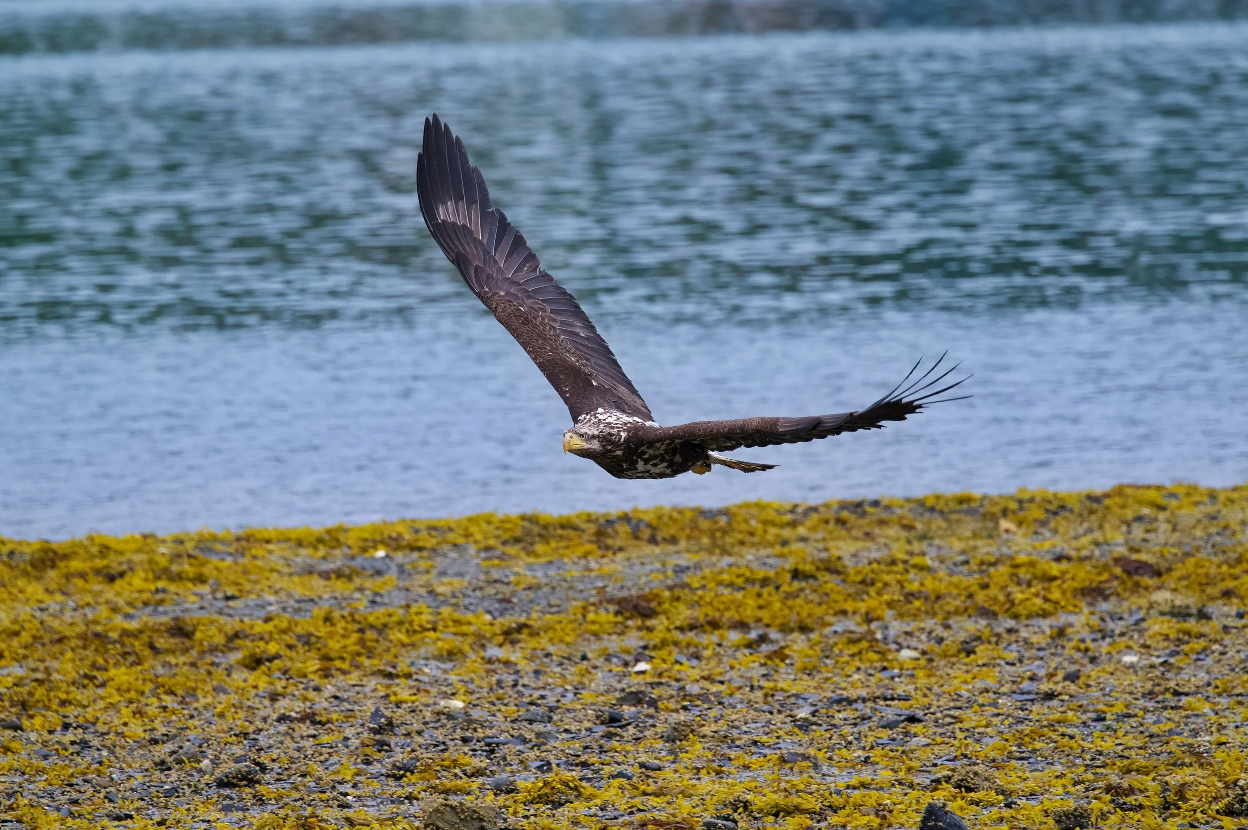 Cruzing in DSC_8881_resize.jpg