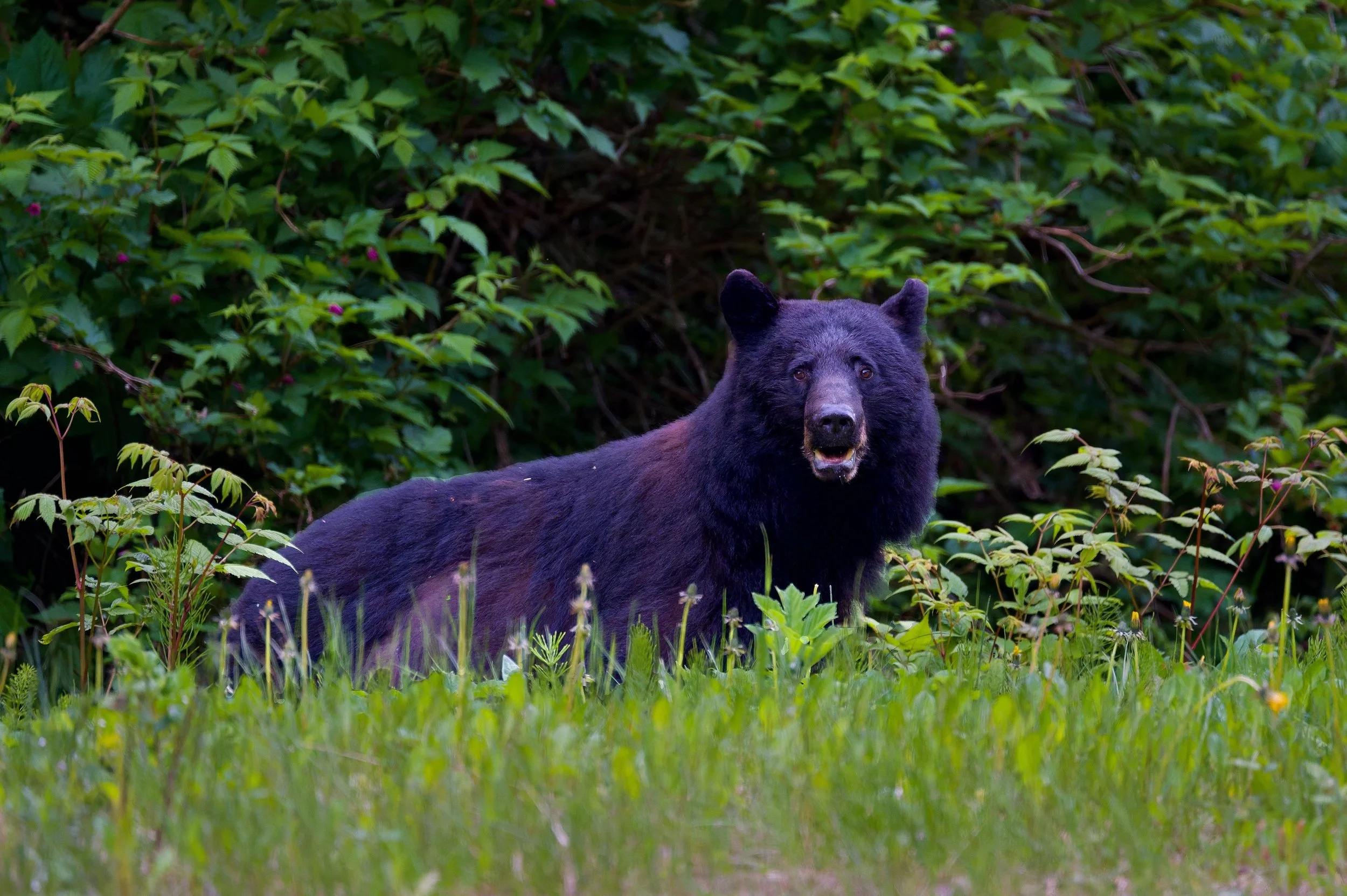 DSC_7554-DxO_DeepPRIME 3_resize.jpg