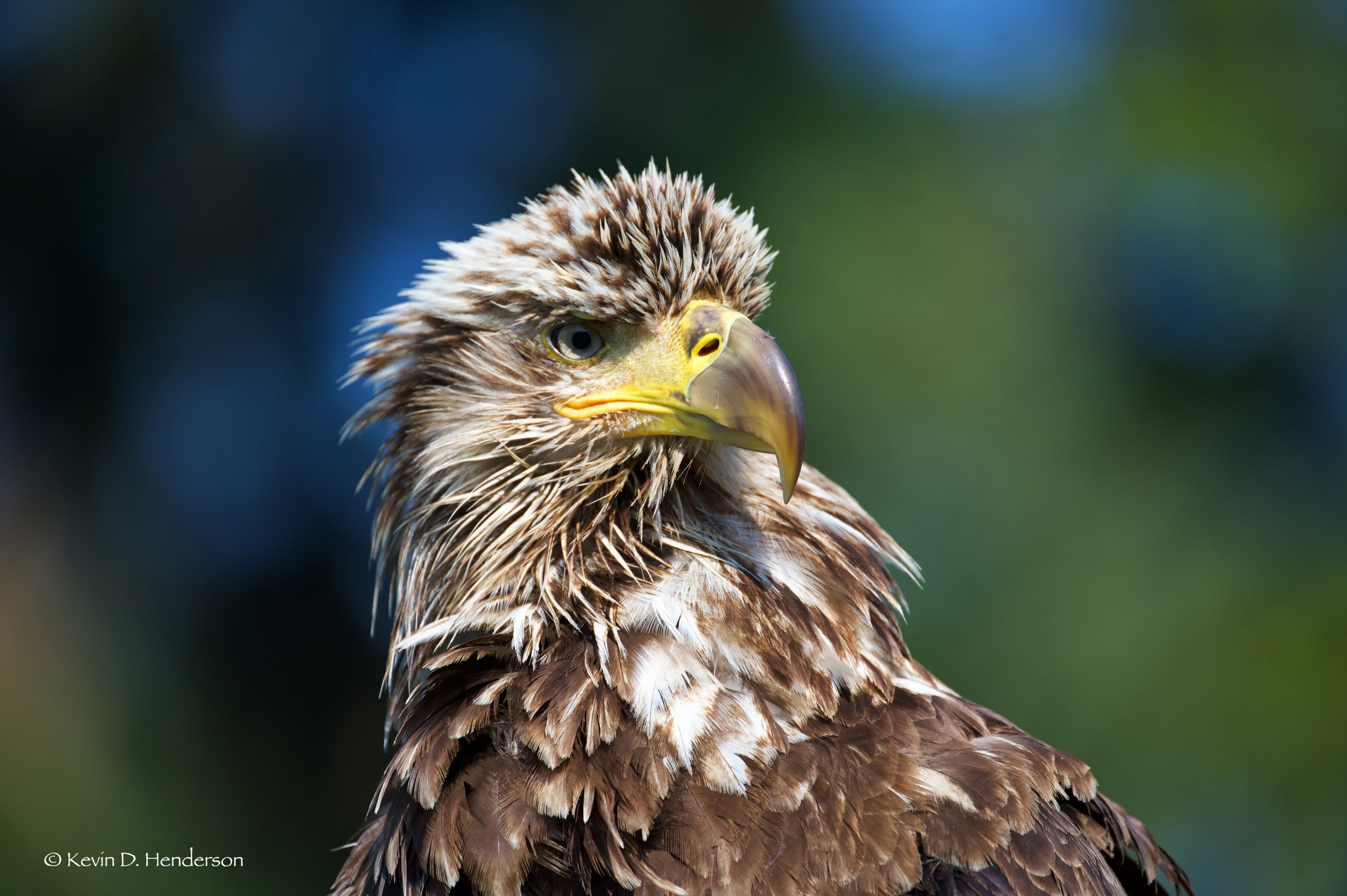 Bald Eagles