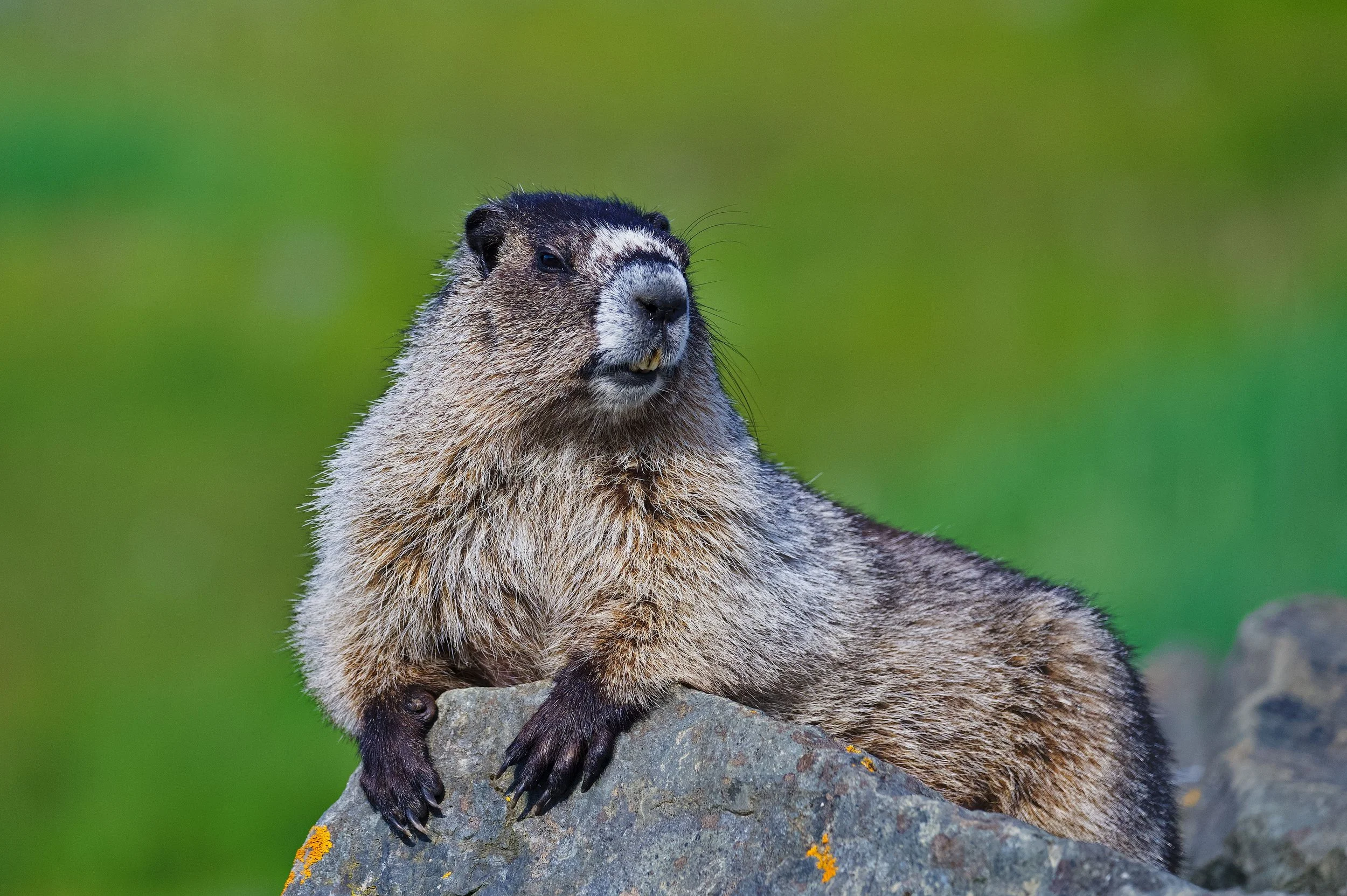 Wildlife