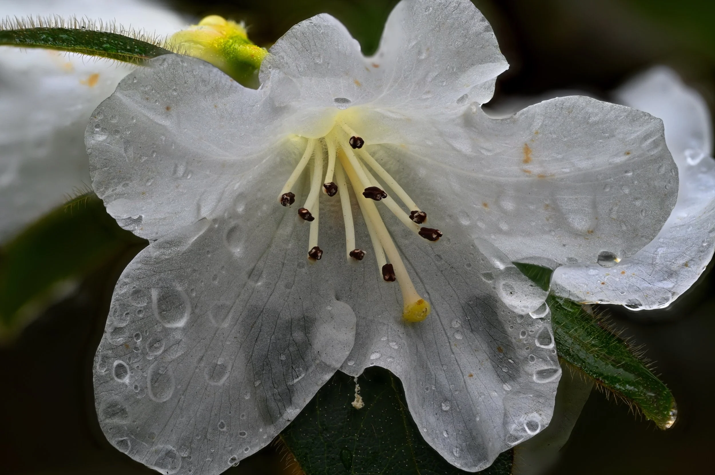 White Flower Stack_resize.jpg