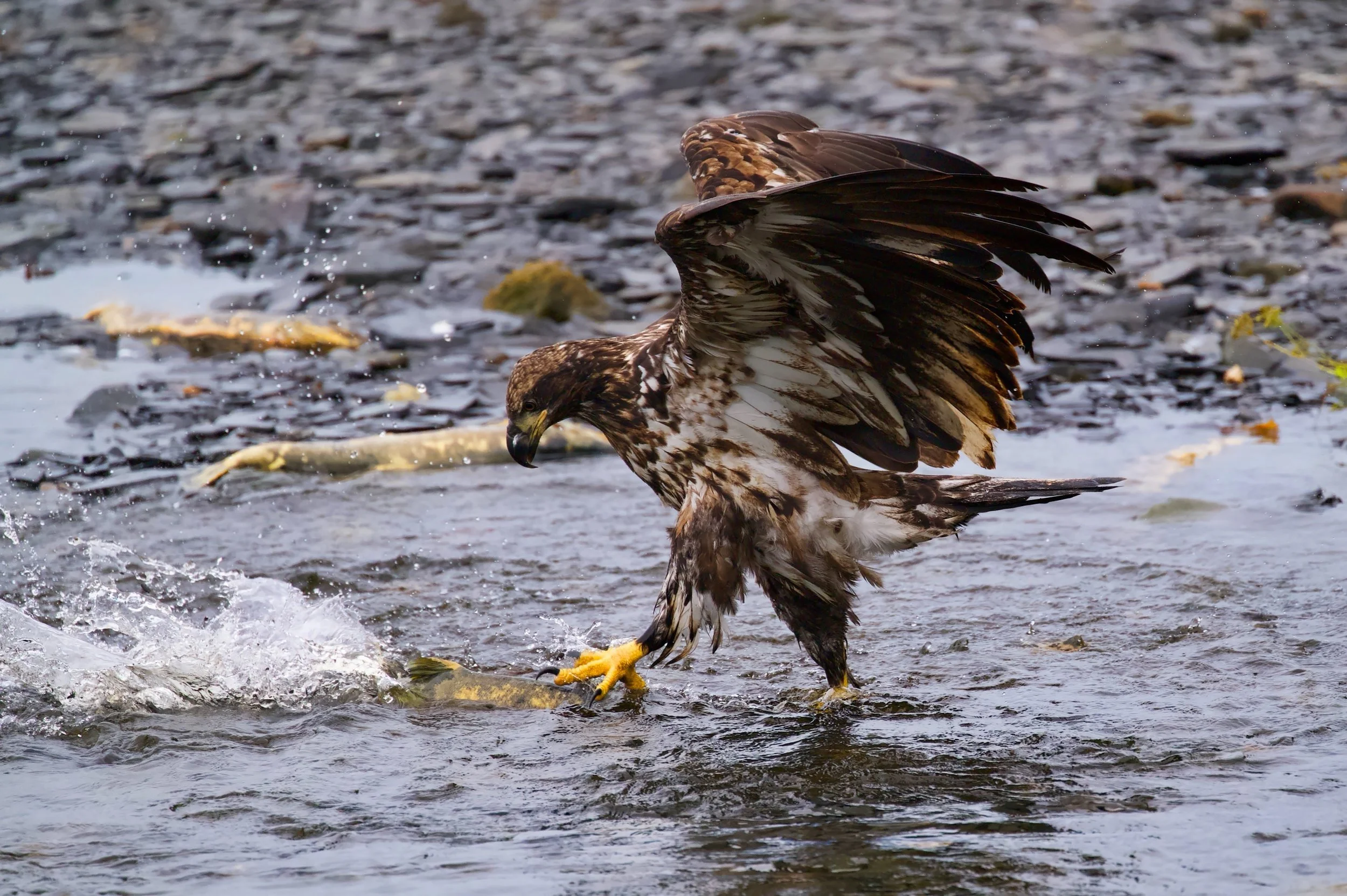 Juvinile fishing Z62_9919_resize.jpg
