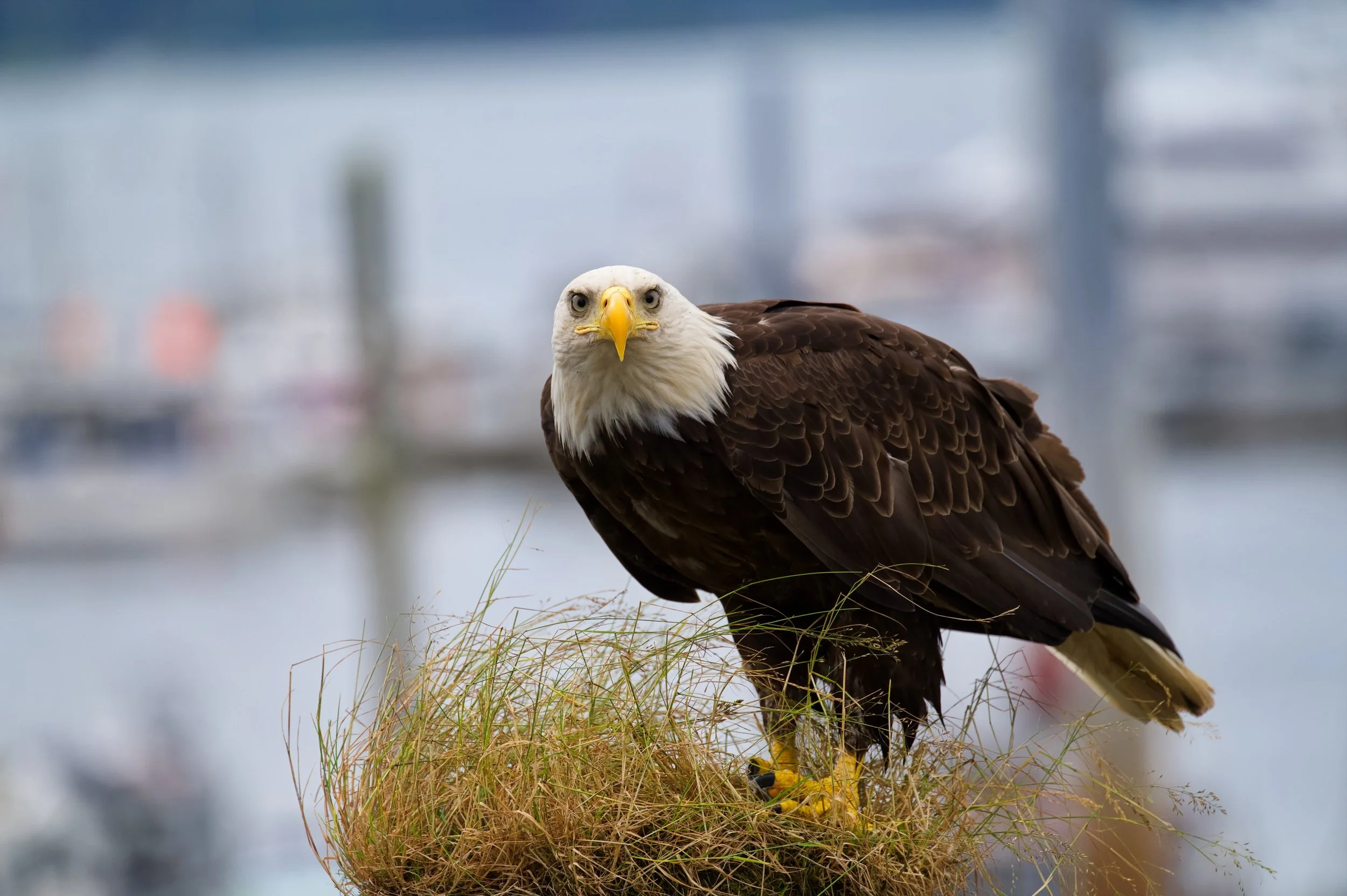 Whar Are You Looking At_Z62_8550_resize.jpg