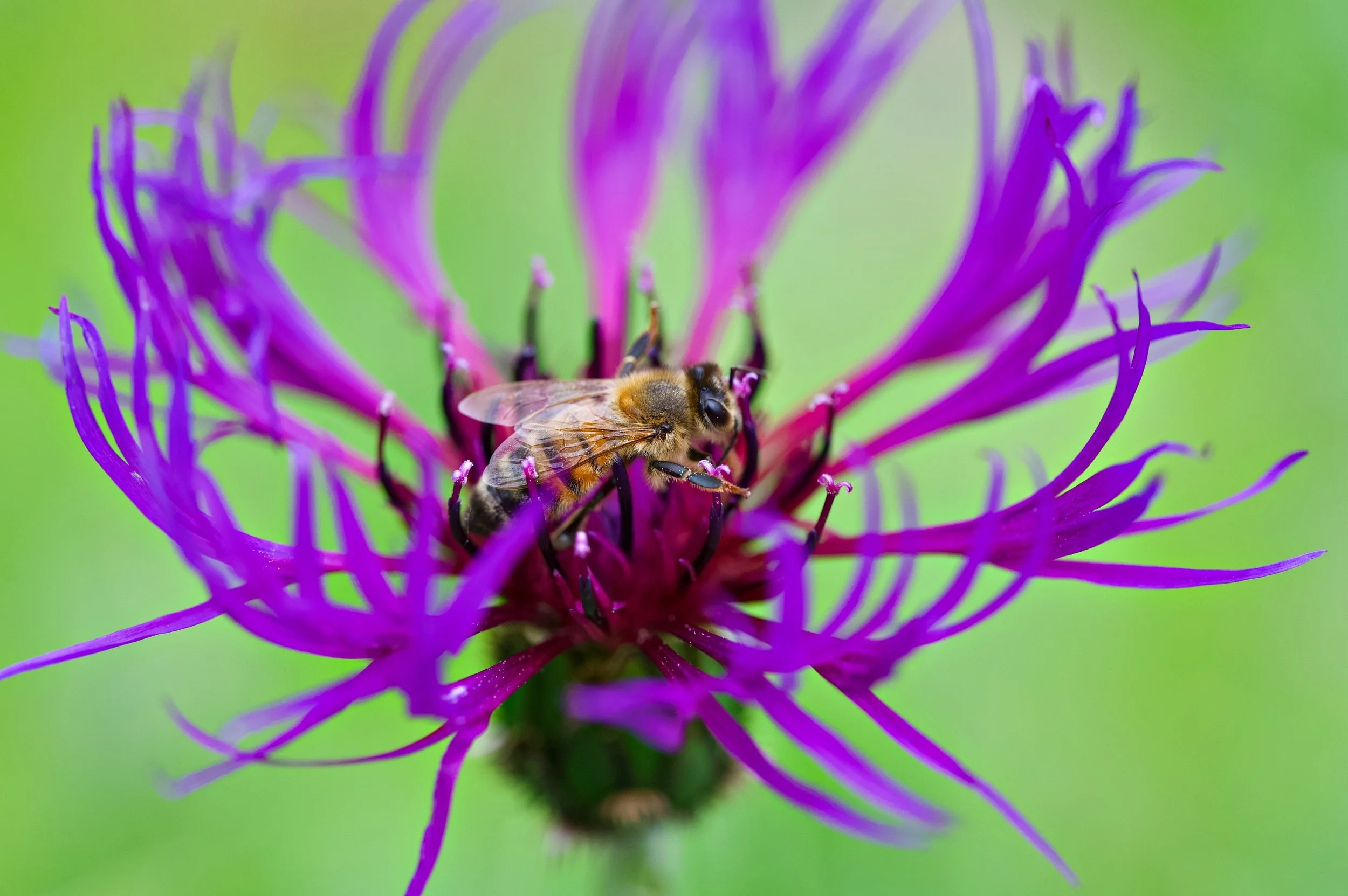 Yellowjacket on Purple DSC_8094_resize.jpg