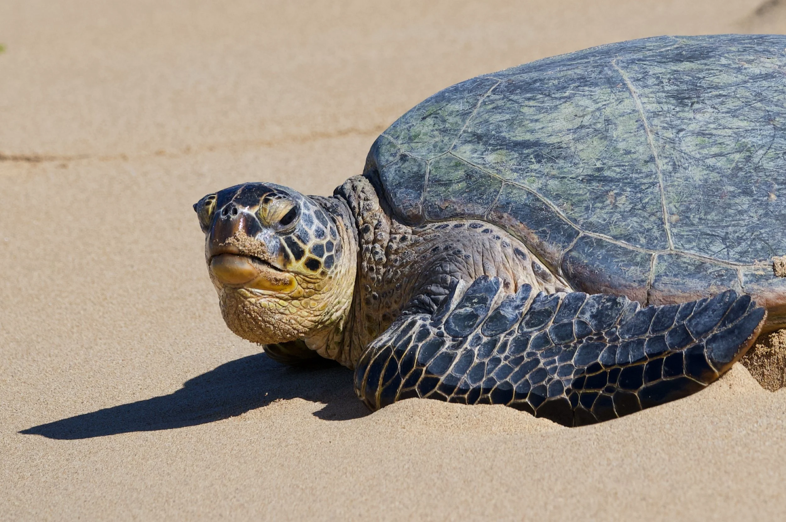 Turtle 2 Z62_3292_resize.jpg