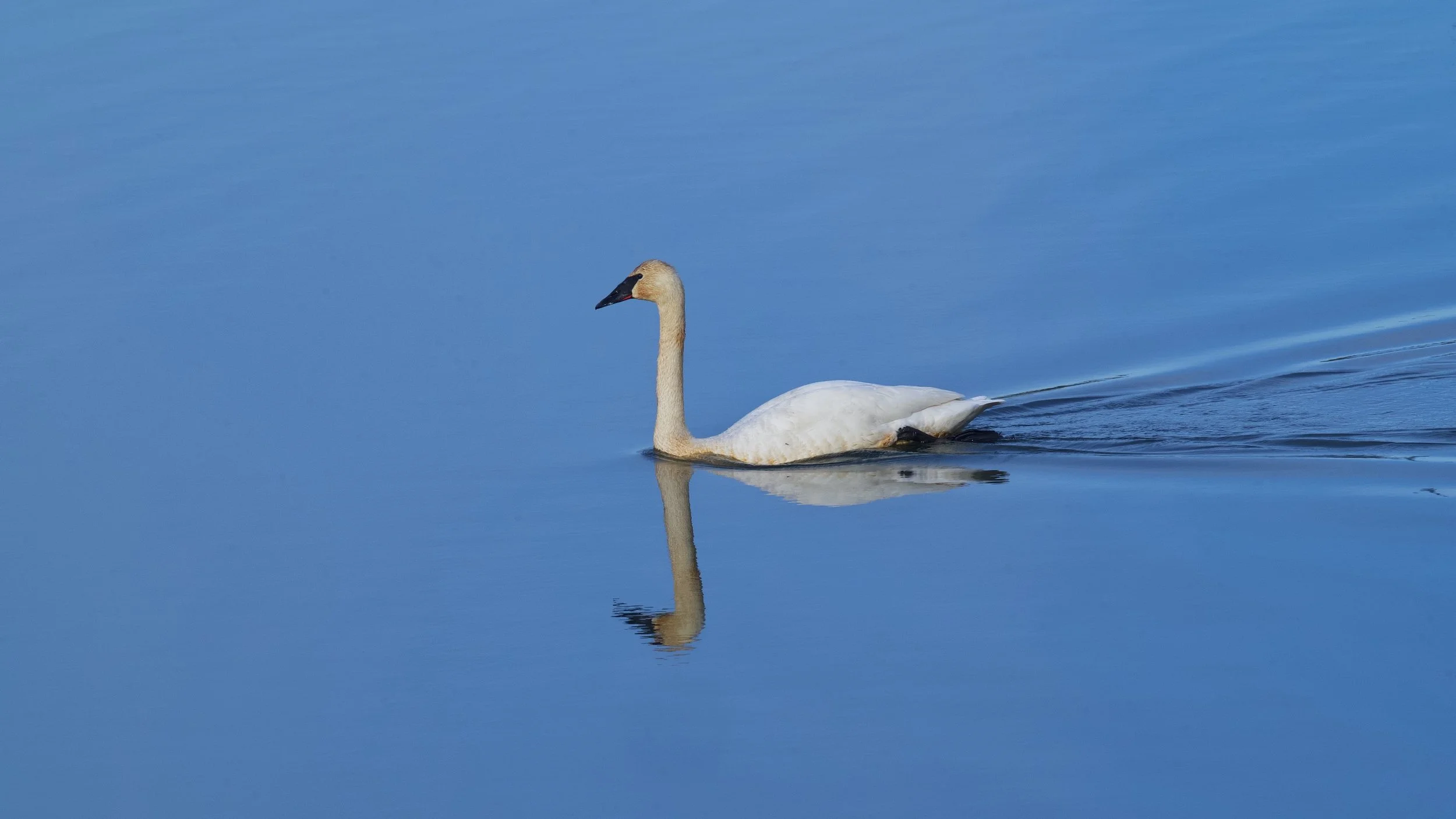 Swan Twin Lakes DSC_3376_resize.jpg