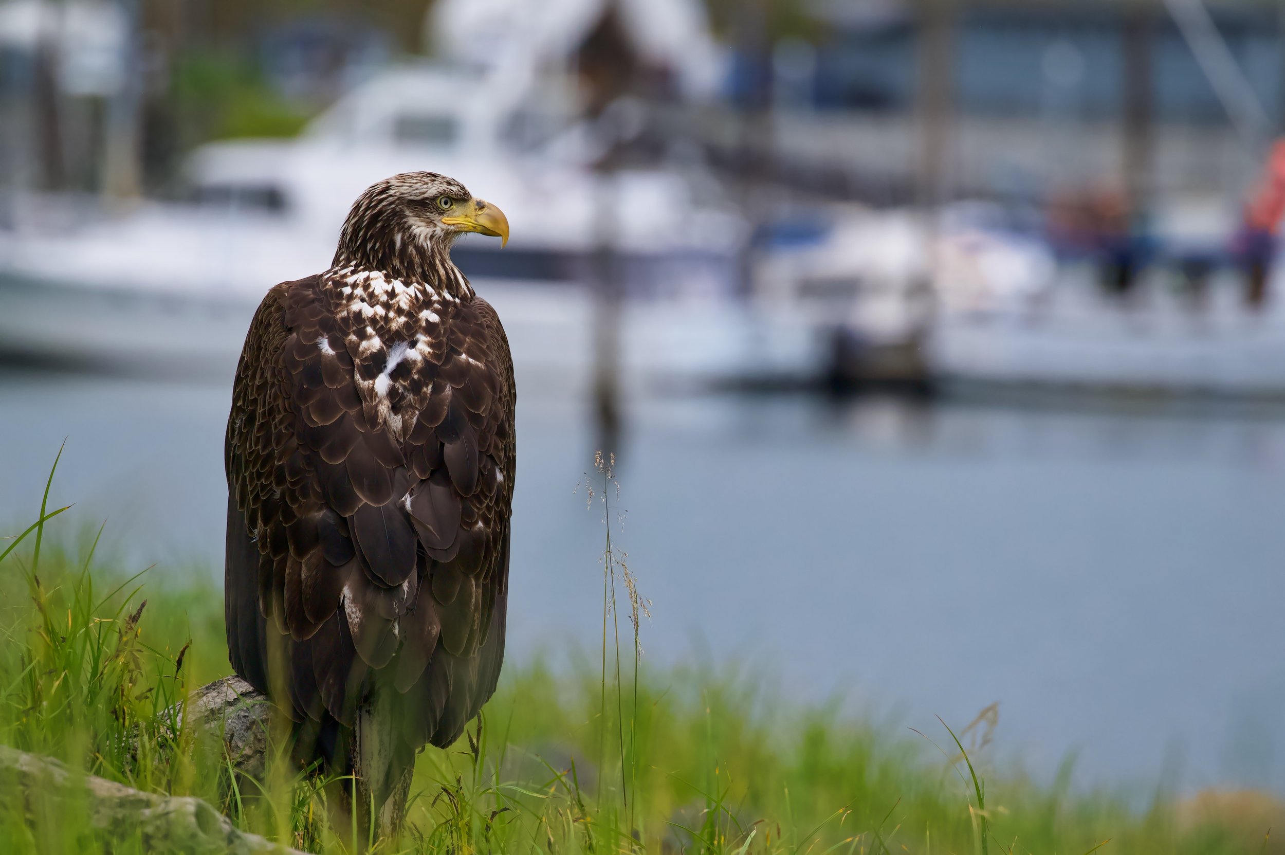 Regal Pose DSC_8898_resize.jpg