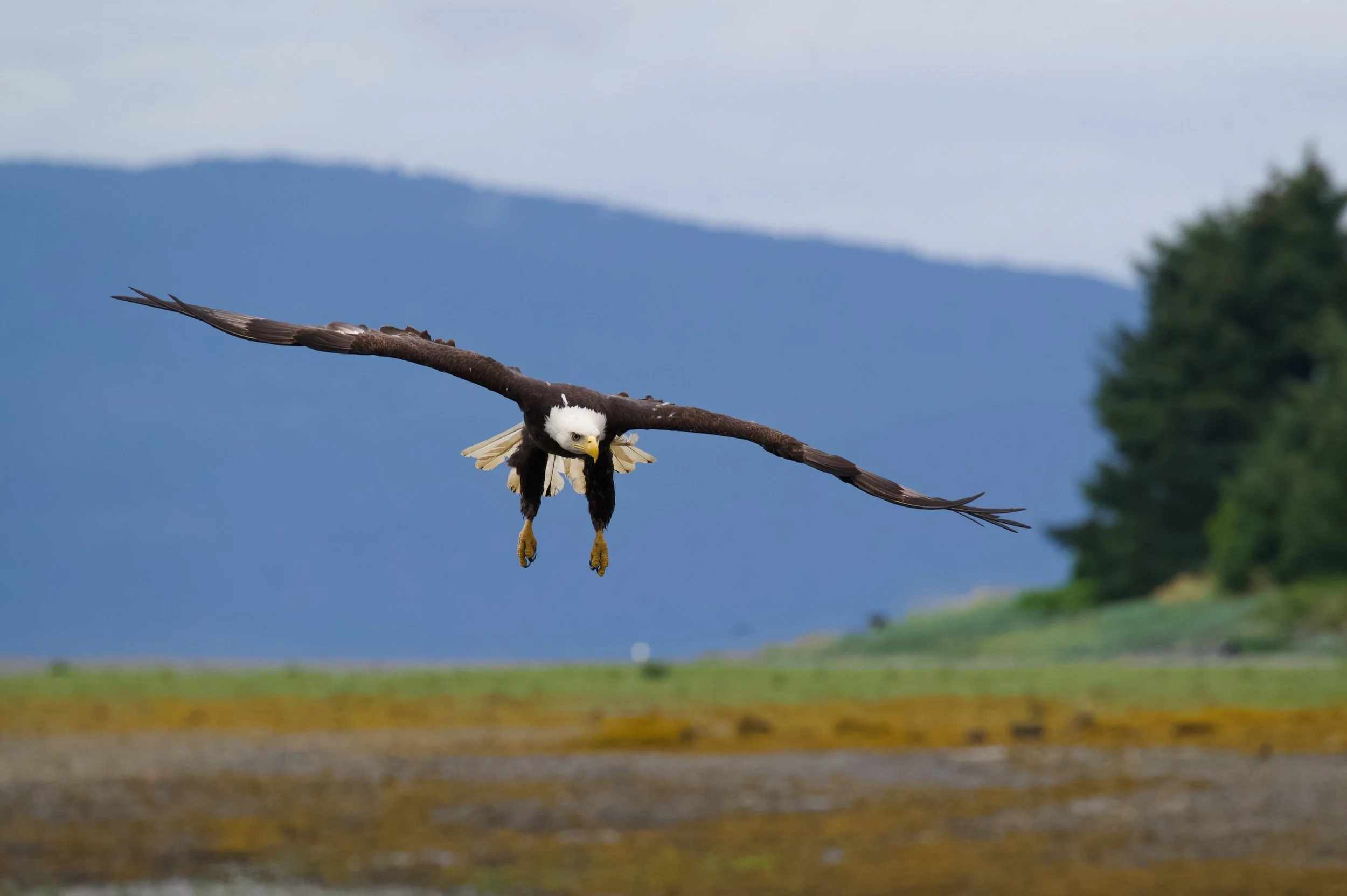 Coming in Z62_8470_resize.jpg