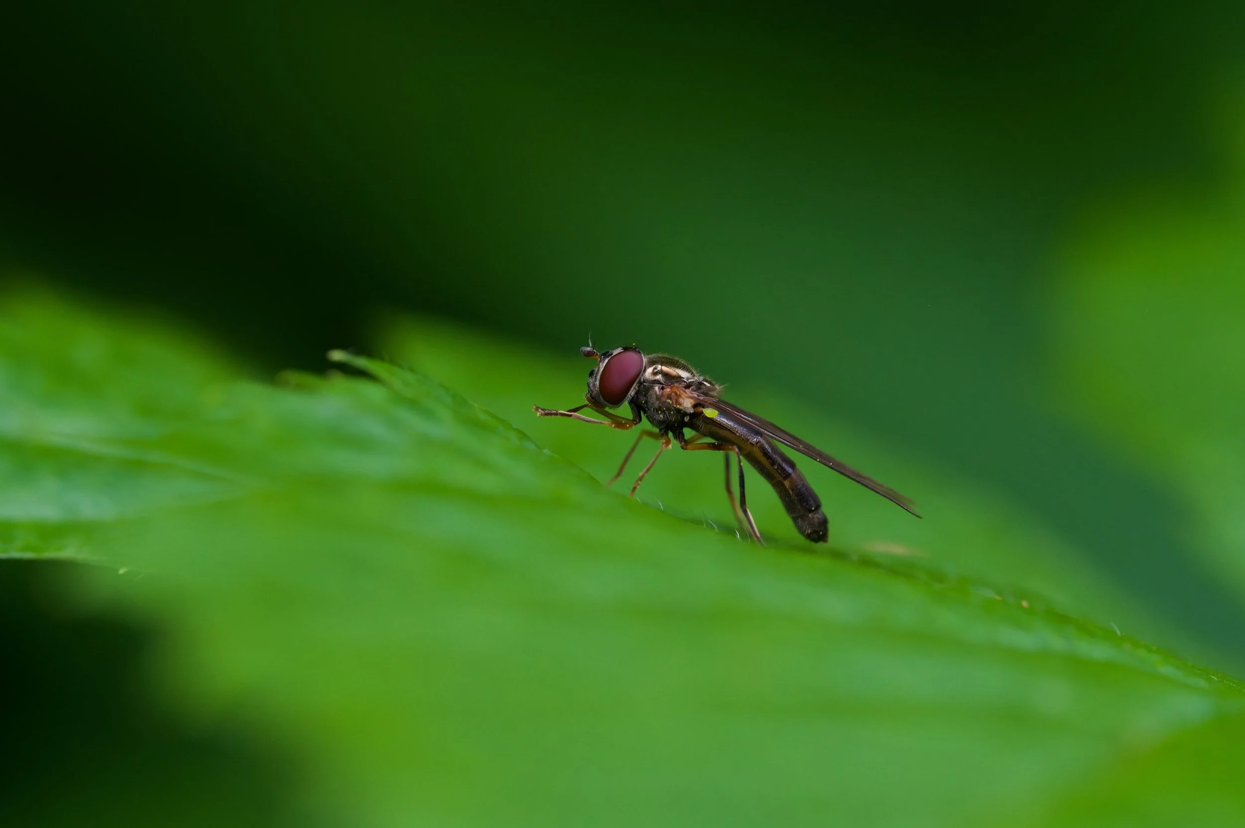 DSC_8998-DxO_DeepPRIME 3_resize.jpg