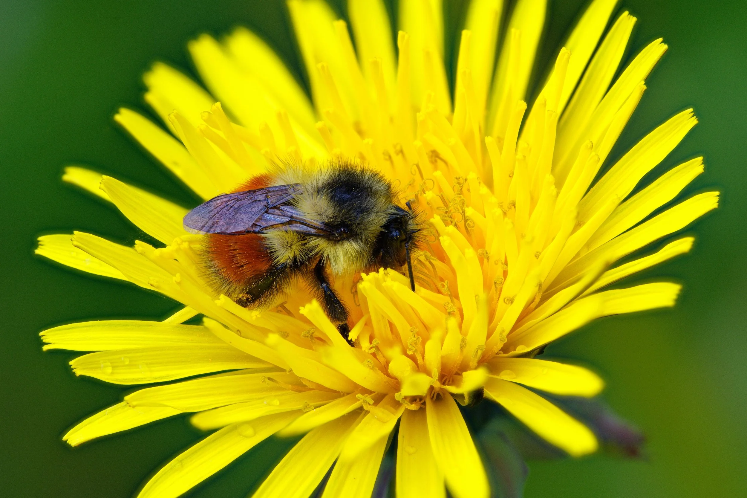 Bumblebee 50 Stack 2 crop_resize.jpg