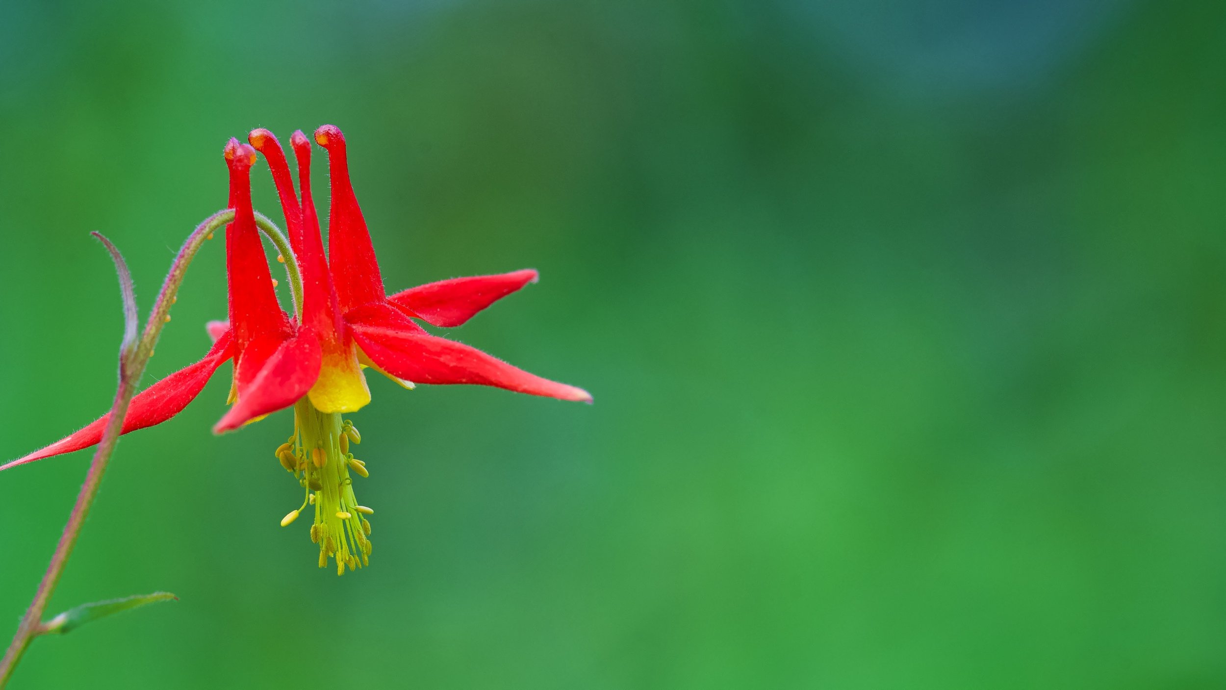 Wild Red Columbine DSC_8175_resize.jpg