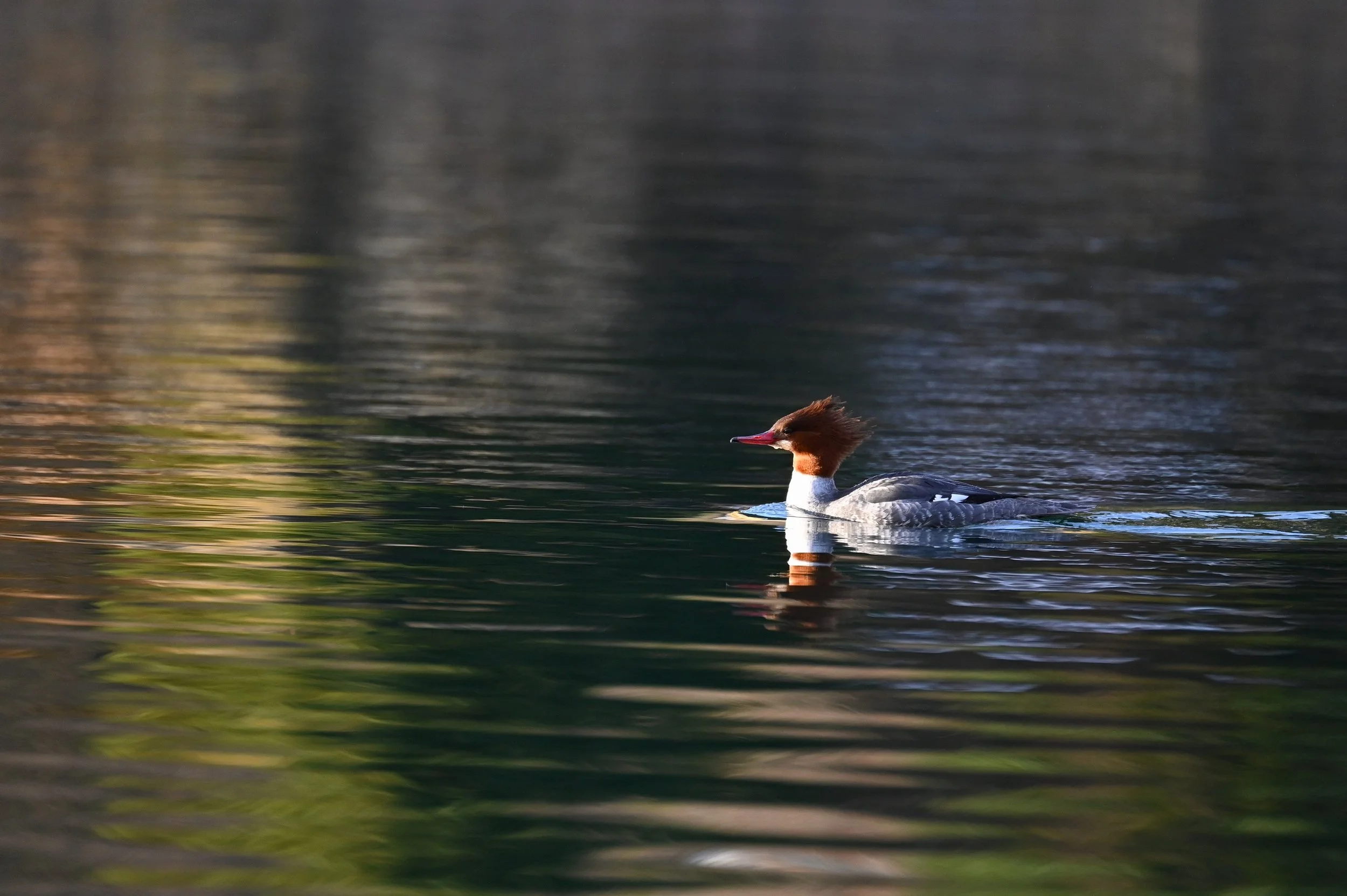 Merganser 2 DSC_4424_resize.jpg