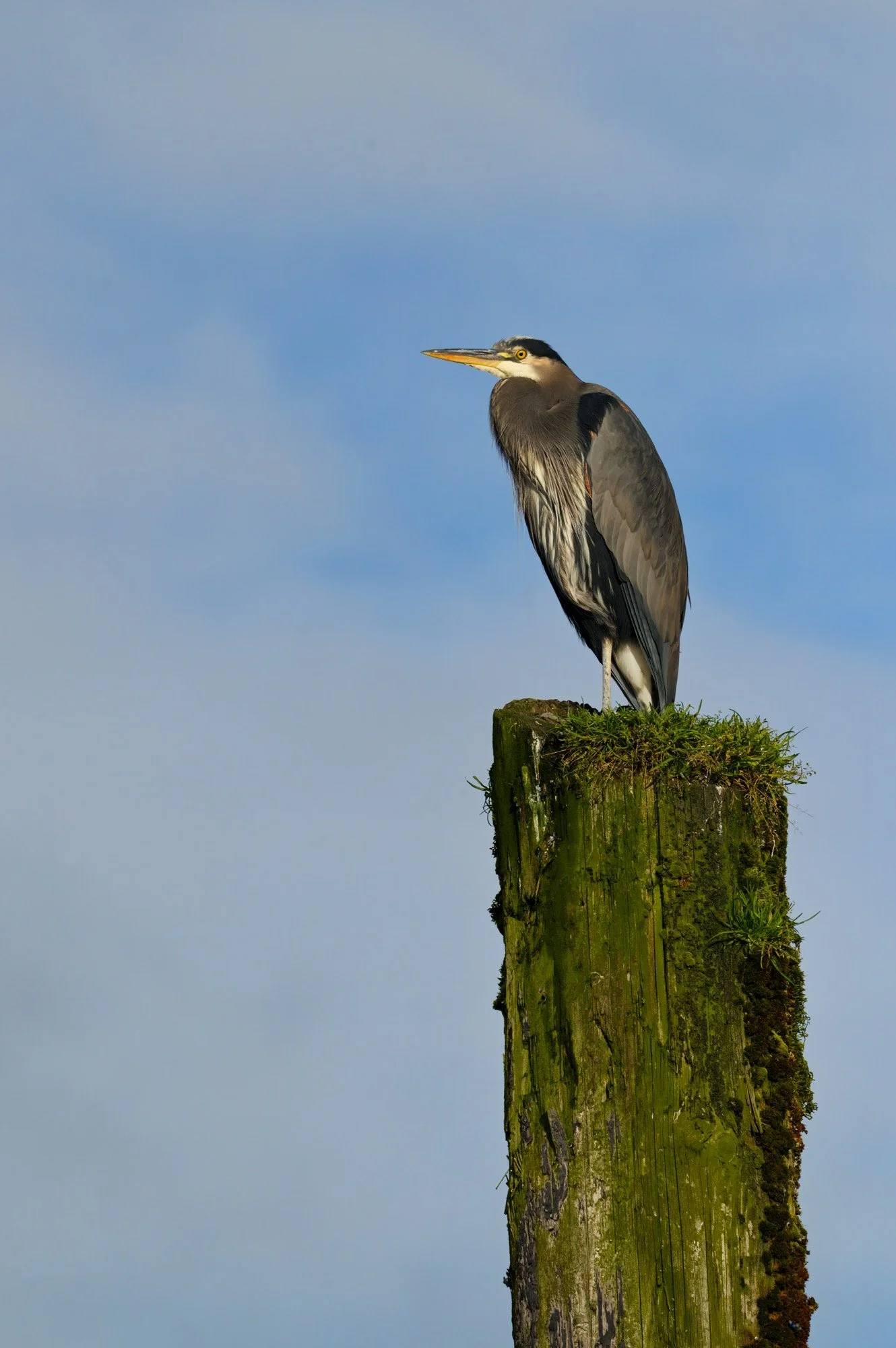 Great Blue Herron Z62_2269-DxO_DeepPRIME 3_resize.jpg