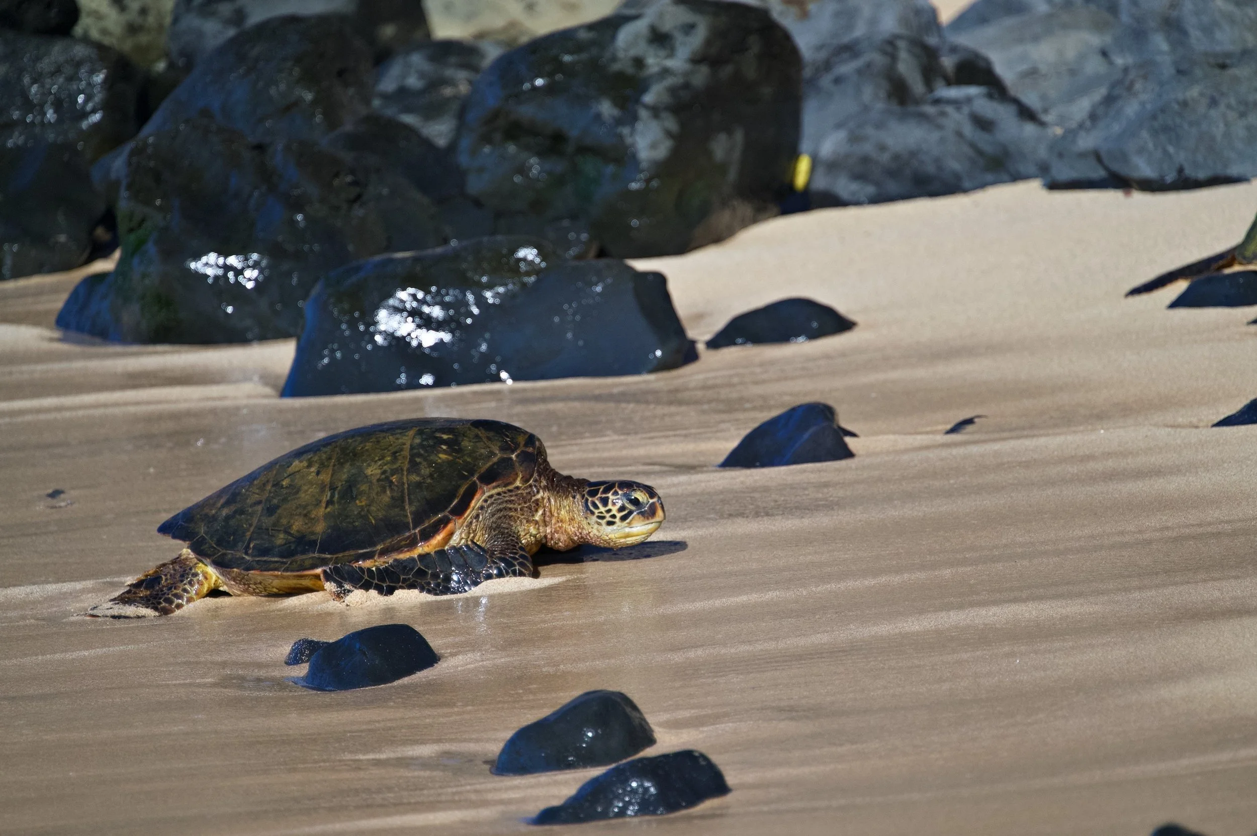 Ho'okipa Sea Turtle Z62_2246_resize.jpg