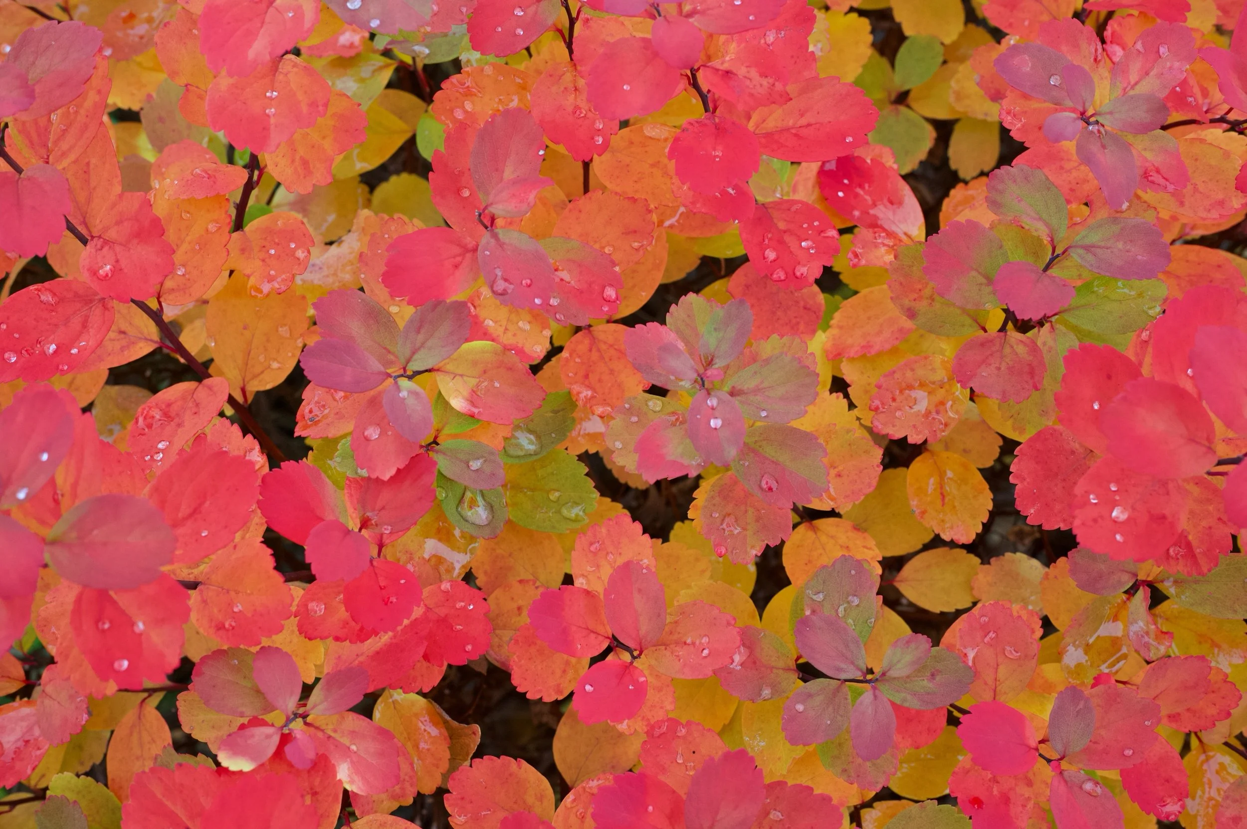 Z62_3377_resize.jpg