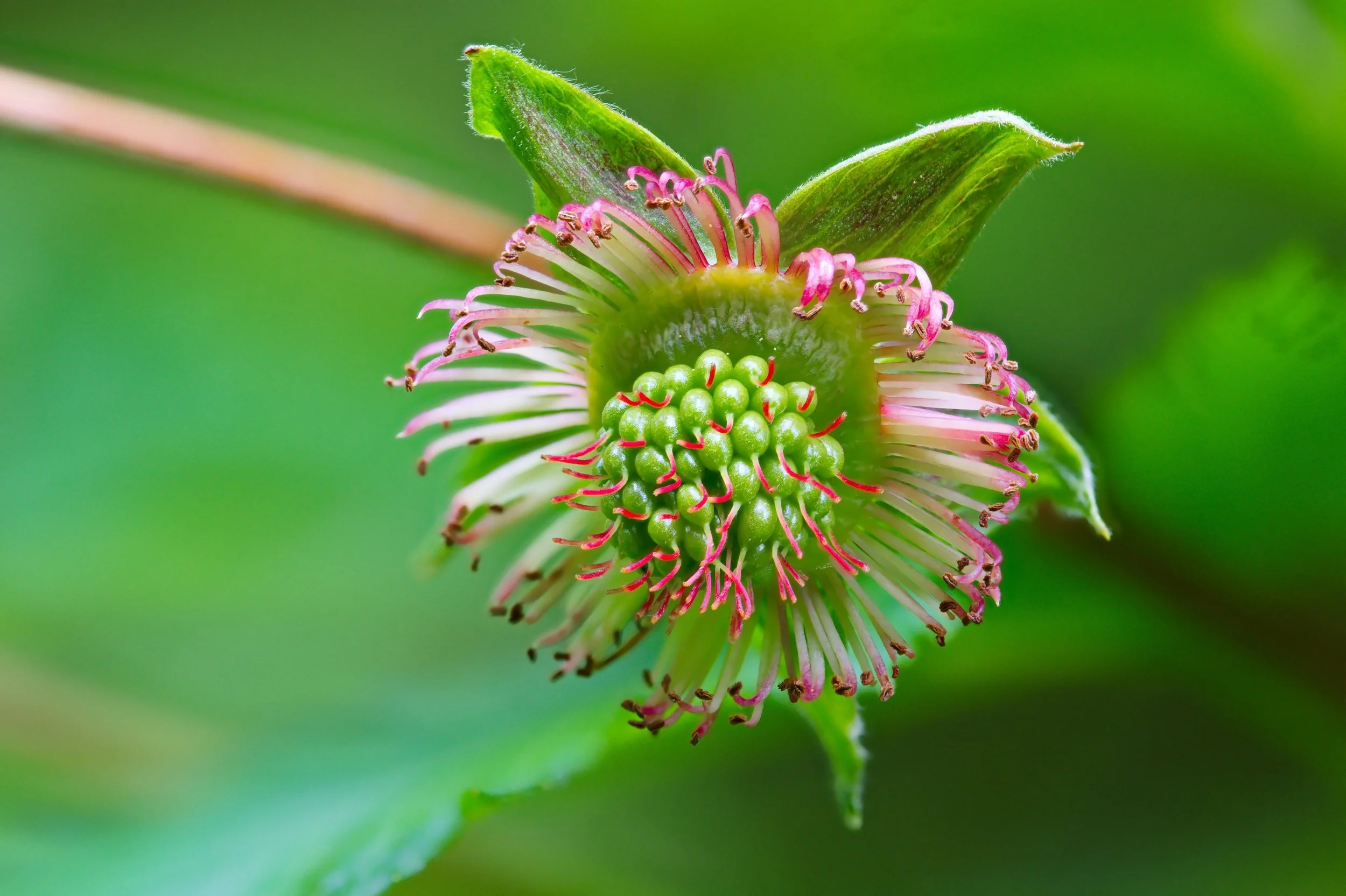Salmonberry 29 stack crop_resize.jpg