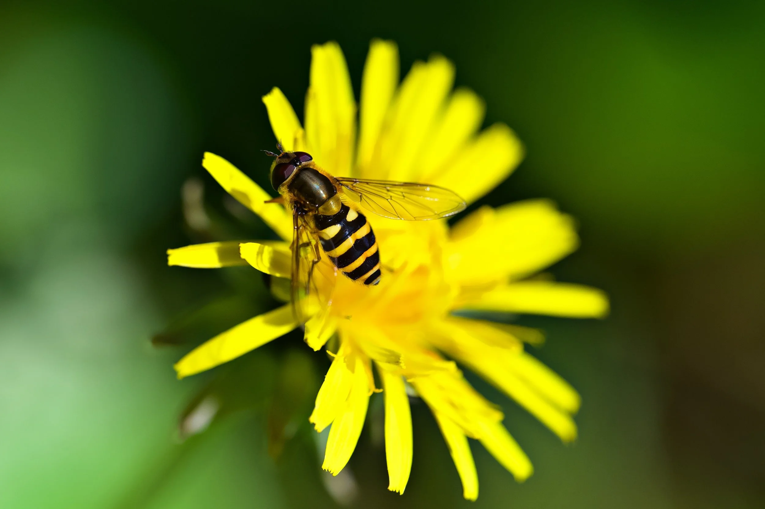 Yellowjacket on yellow crop DSC_6477_resize.jpg