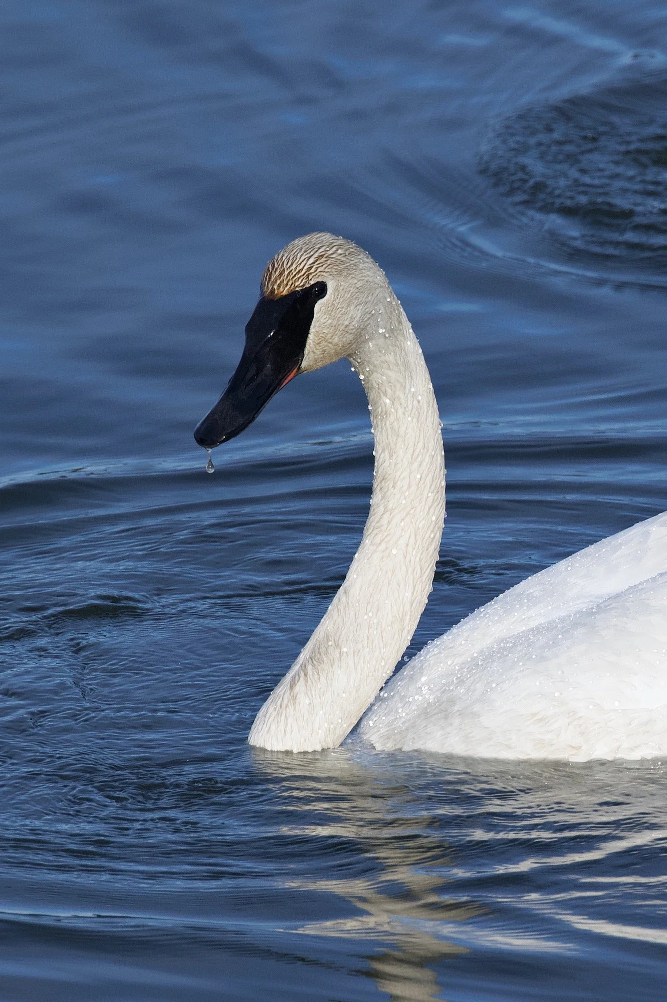 Swan Water Drops DSC_3421_resize.jpg
