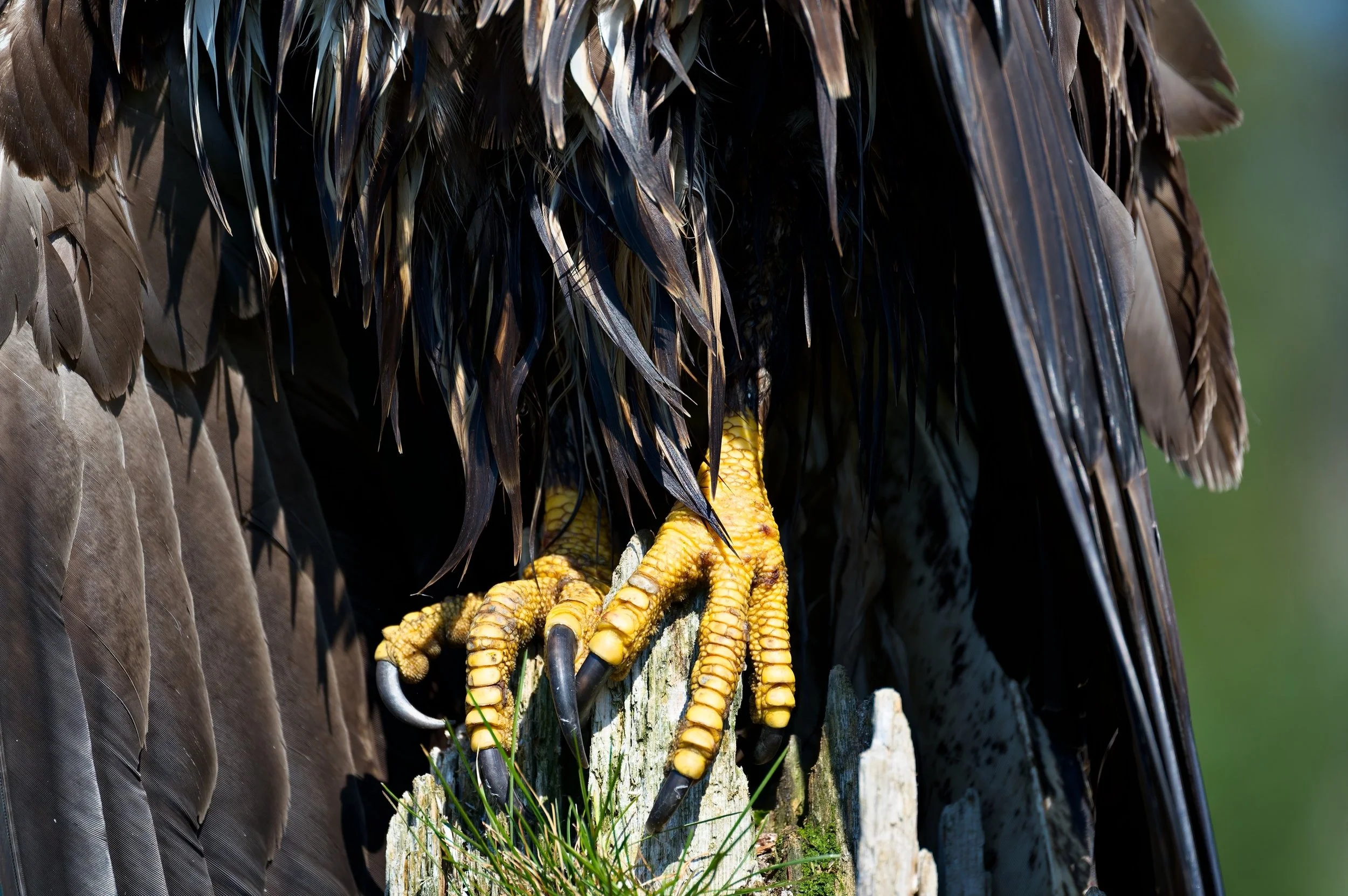 Eagle Talons Z62_7173-DxO_DeepPRIME 3_resize.jpg