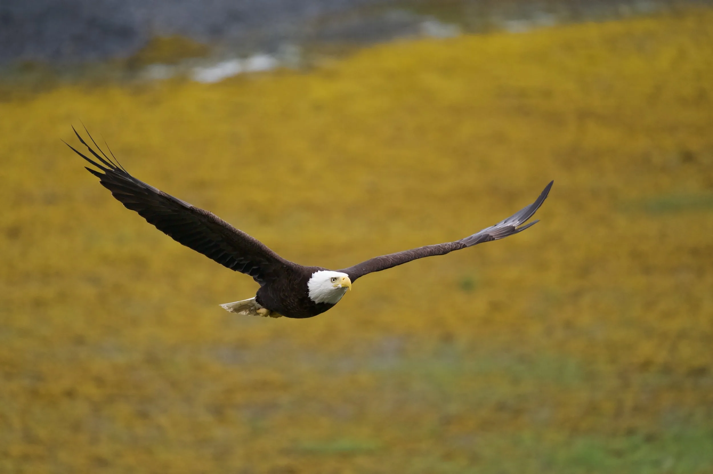 Eagle 1 Z62_7721_resize.jpg
