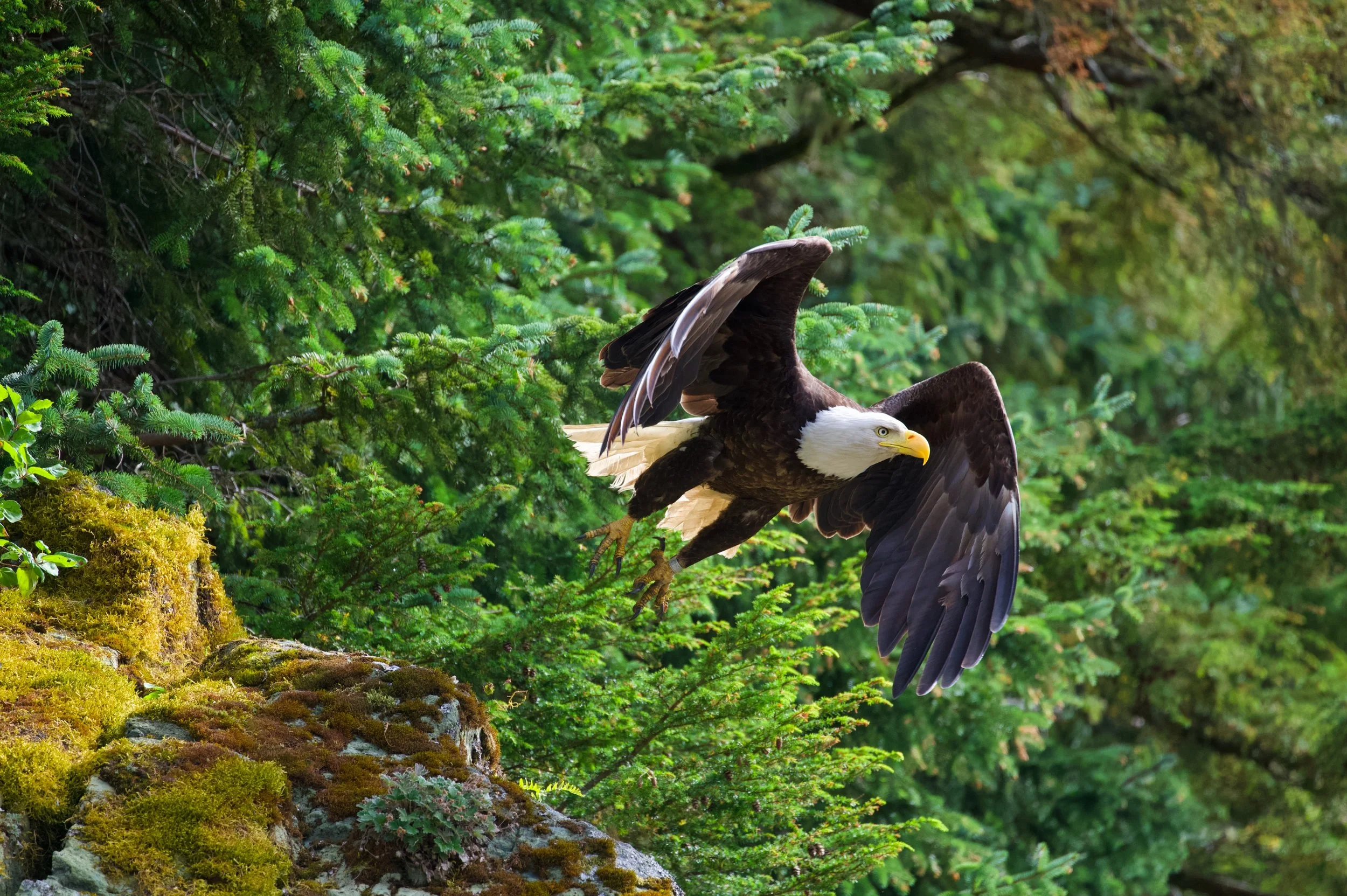 Eagle Takeoff Z62_7894_resize.jpg